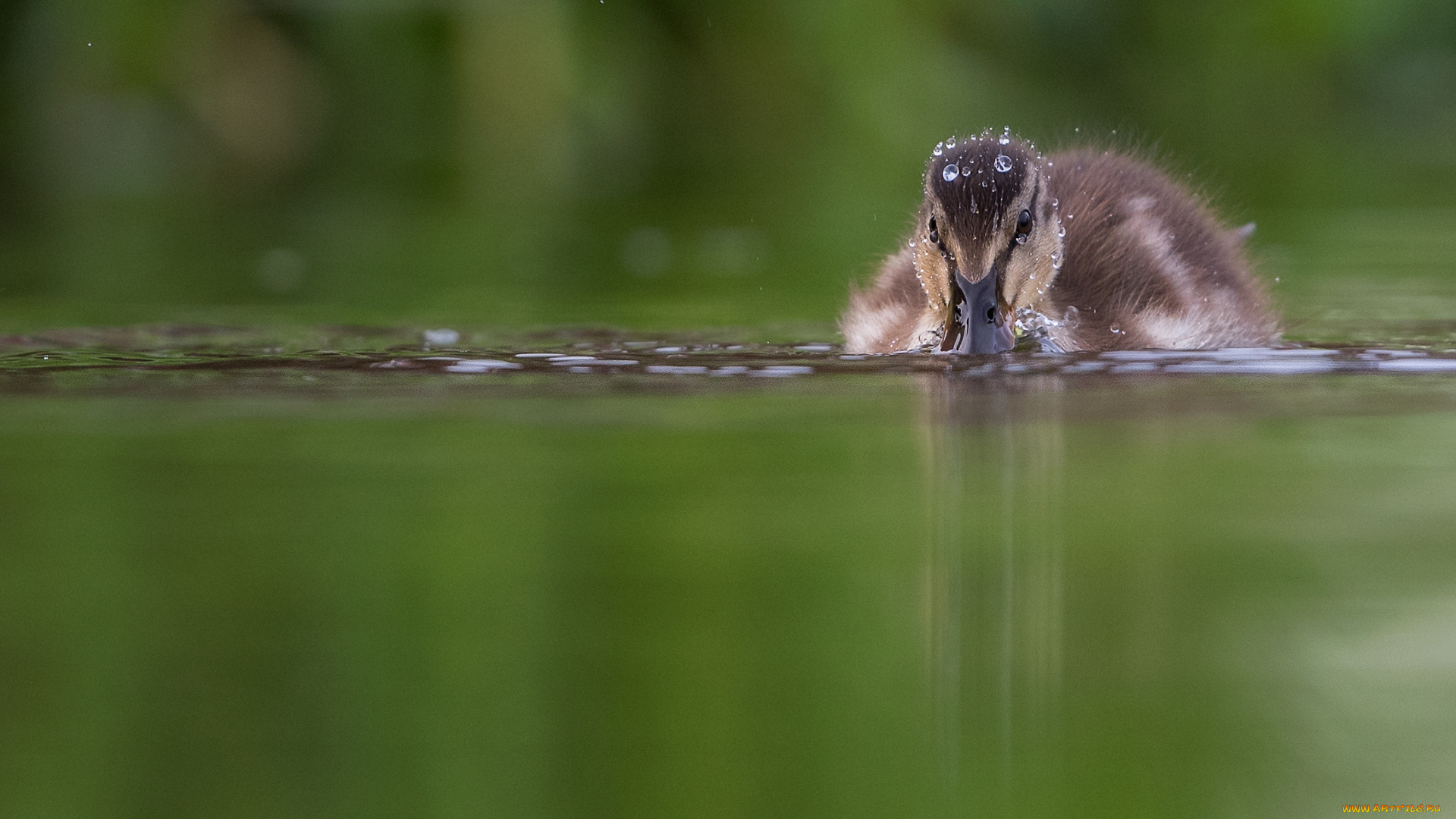 животные, утки, река, плывет, вода, детеныш, утка