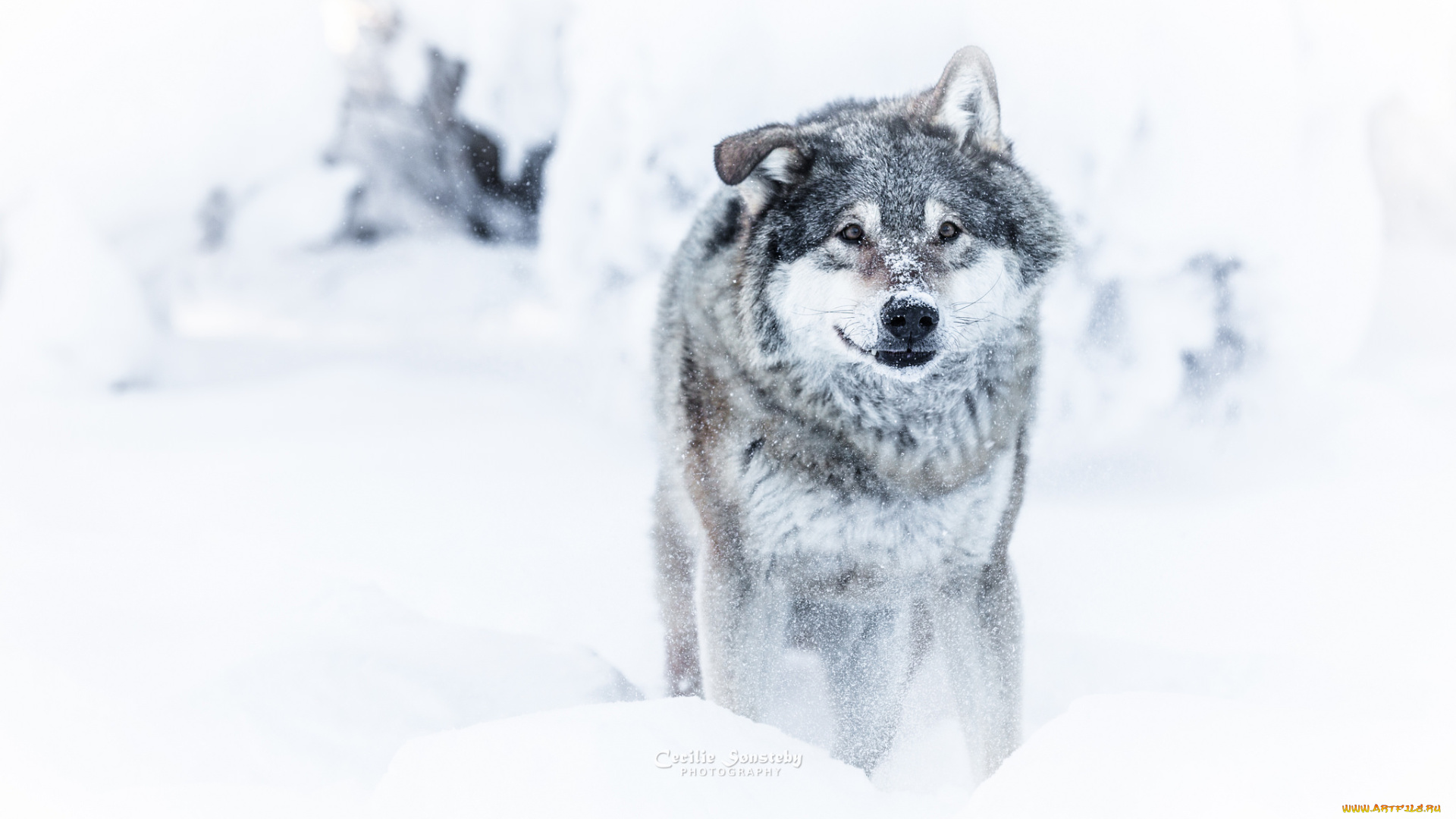 животные, волки, , койоты, , шакалы, волк, зима, снег, опасен, взгляд