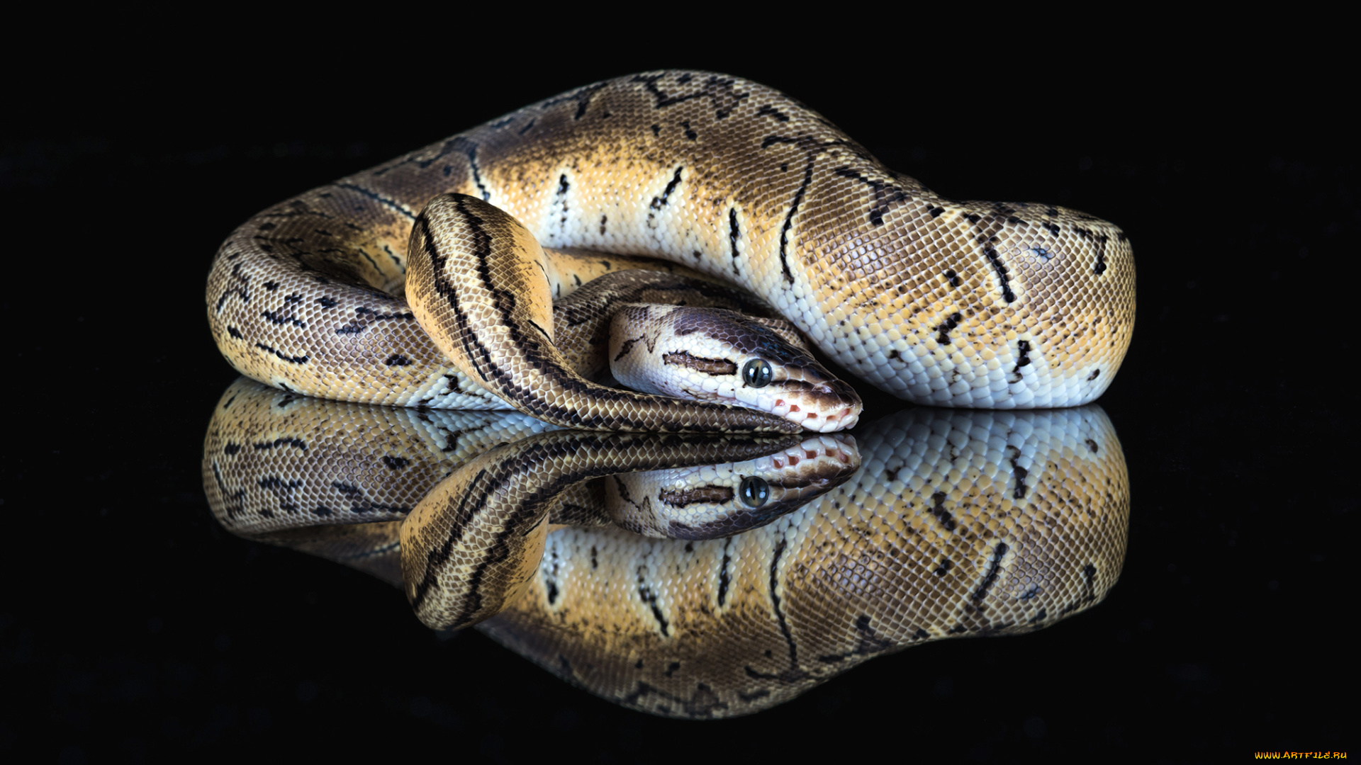 животные, змеи, , питоны, , кобры, страх, жало, окрас, змея