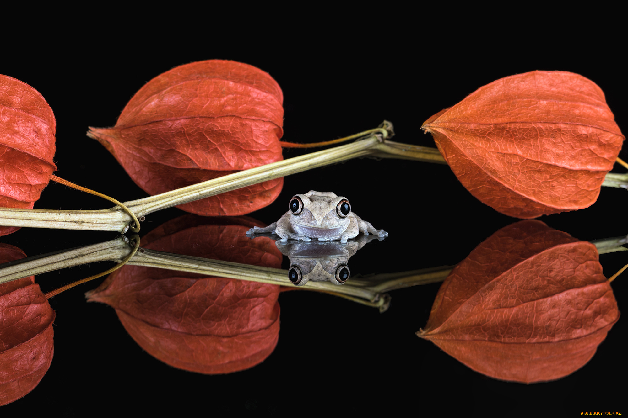 животные, лягушки, боке, фон, взгляд, милашка, лягушка