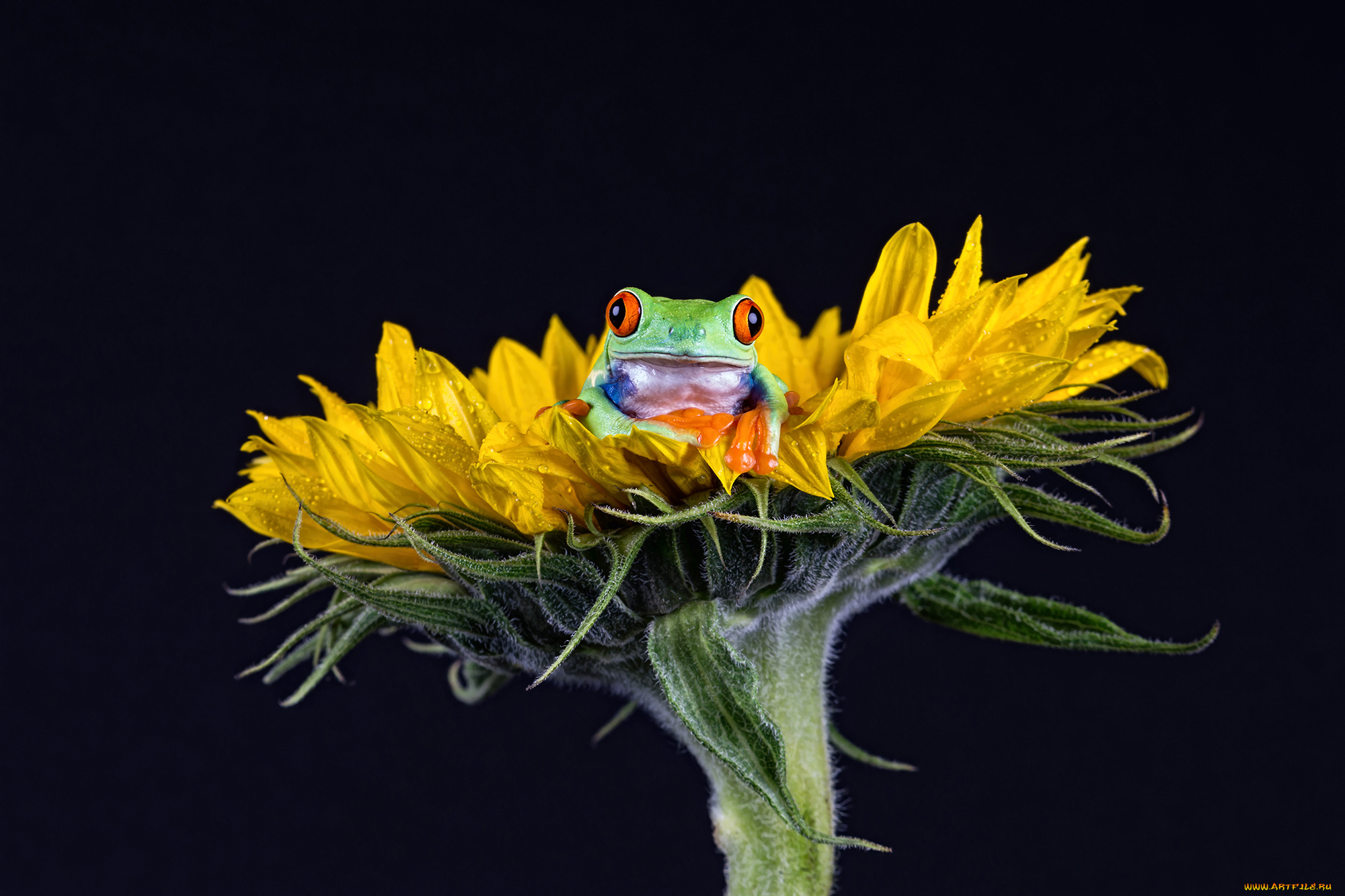 животные, лягушки, фон, окрас, лягушка, лист