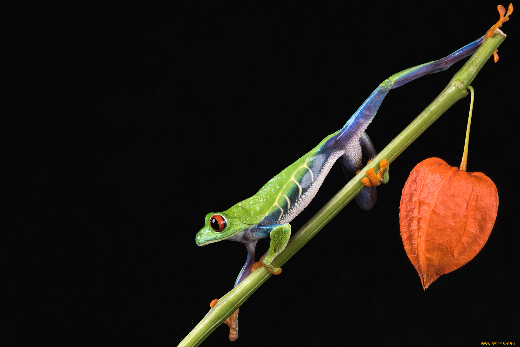 животные, лягушки, фон, палочка, окрас, лягушка