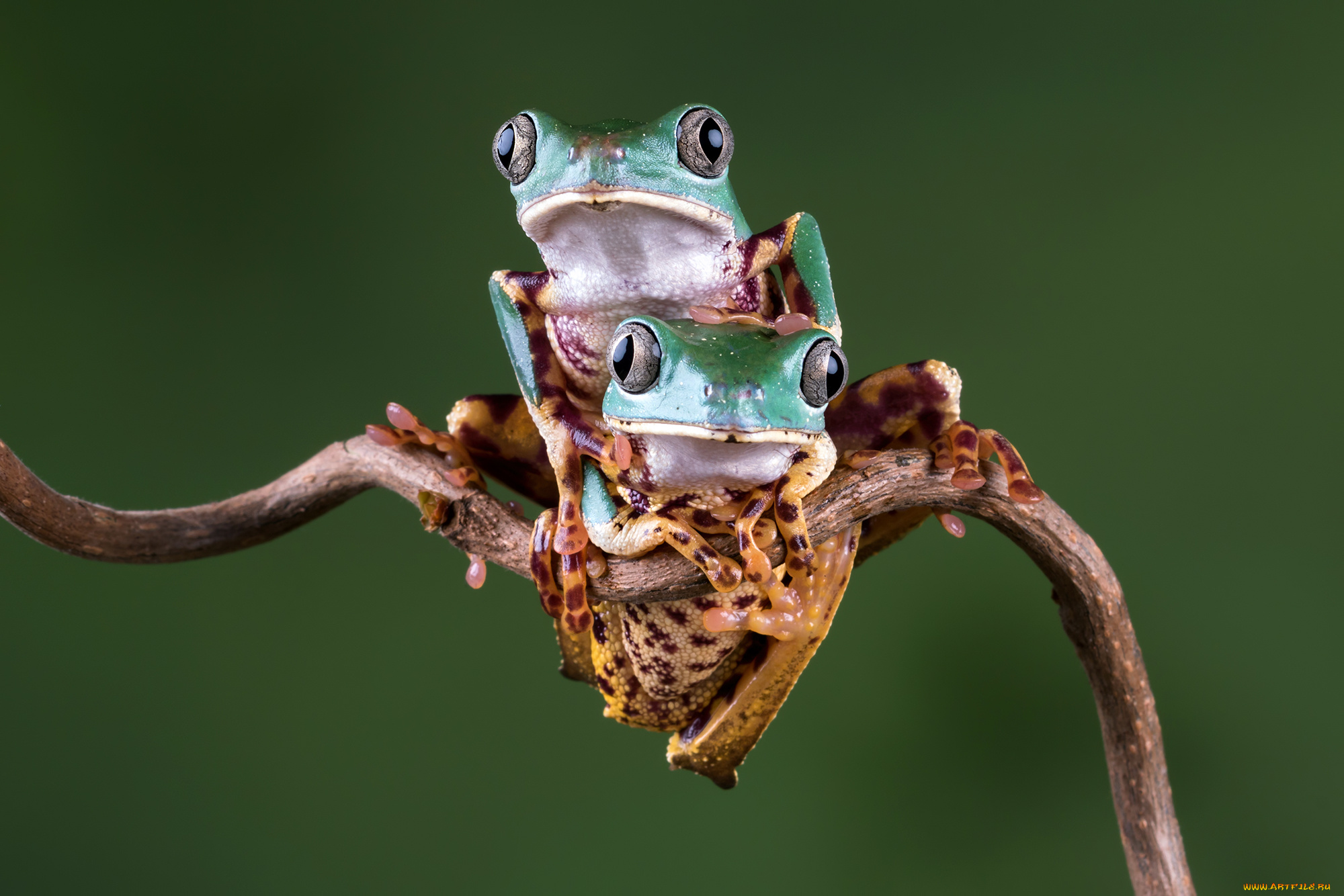 животные, лягушки, боке, фон, взгляд, милашка, лягушка