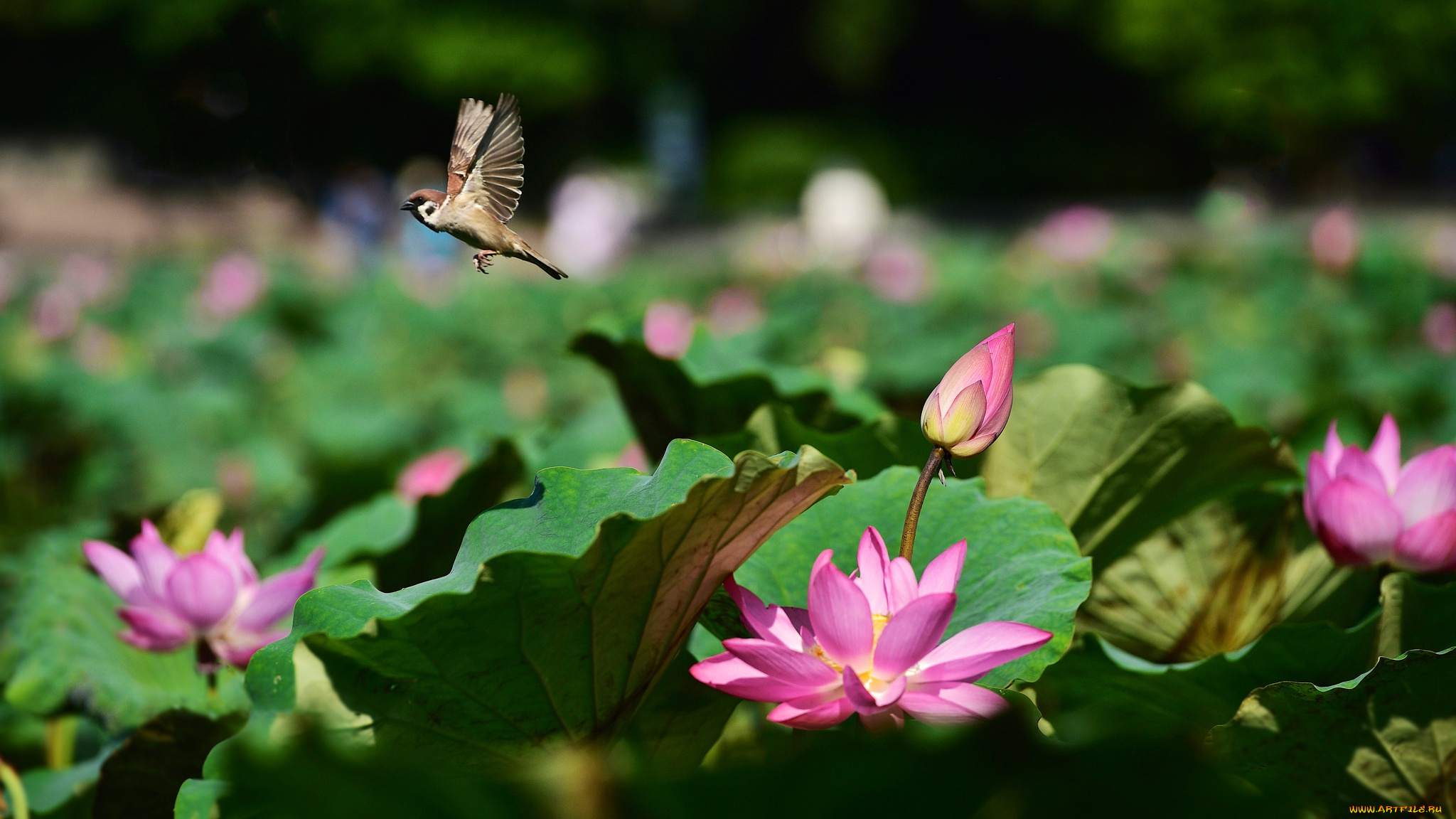 цветы, лотосы, полет, озеро, фон, природа, птица, цветок, розовые, лотос, пруд, боке, птичка, листья, летит, бутон, водоем, воробей, размытый