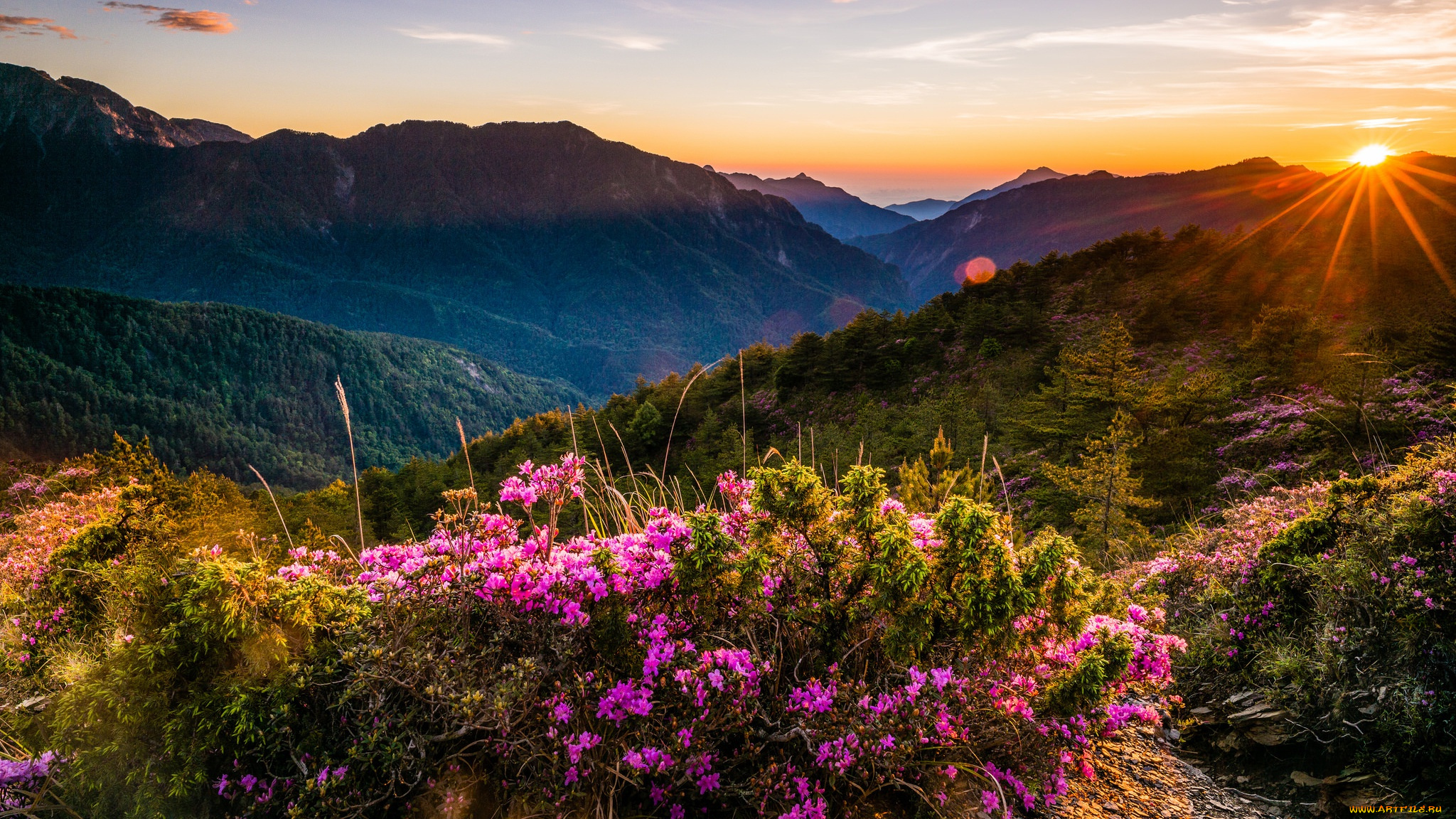 природа, горы, холмы, закат, сказка, пейзаж, даль, ярко, чудесно, ёлочки, ели, небо, кусты, зелень, красота, рододендроны, вид, весна, сказочно, цветы, солнце, горизонт, цветение, облака, лучи, вечер, дымка, растительность, туман, вершины, розовые, блики, лес, склон, высота