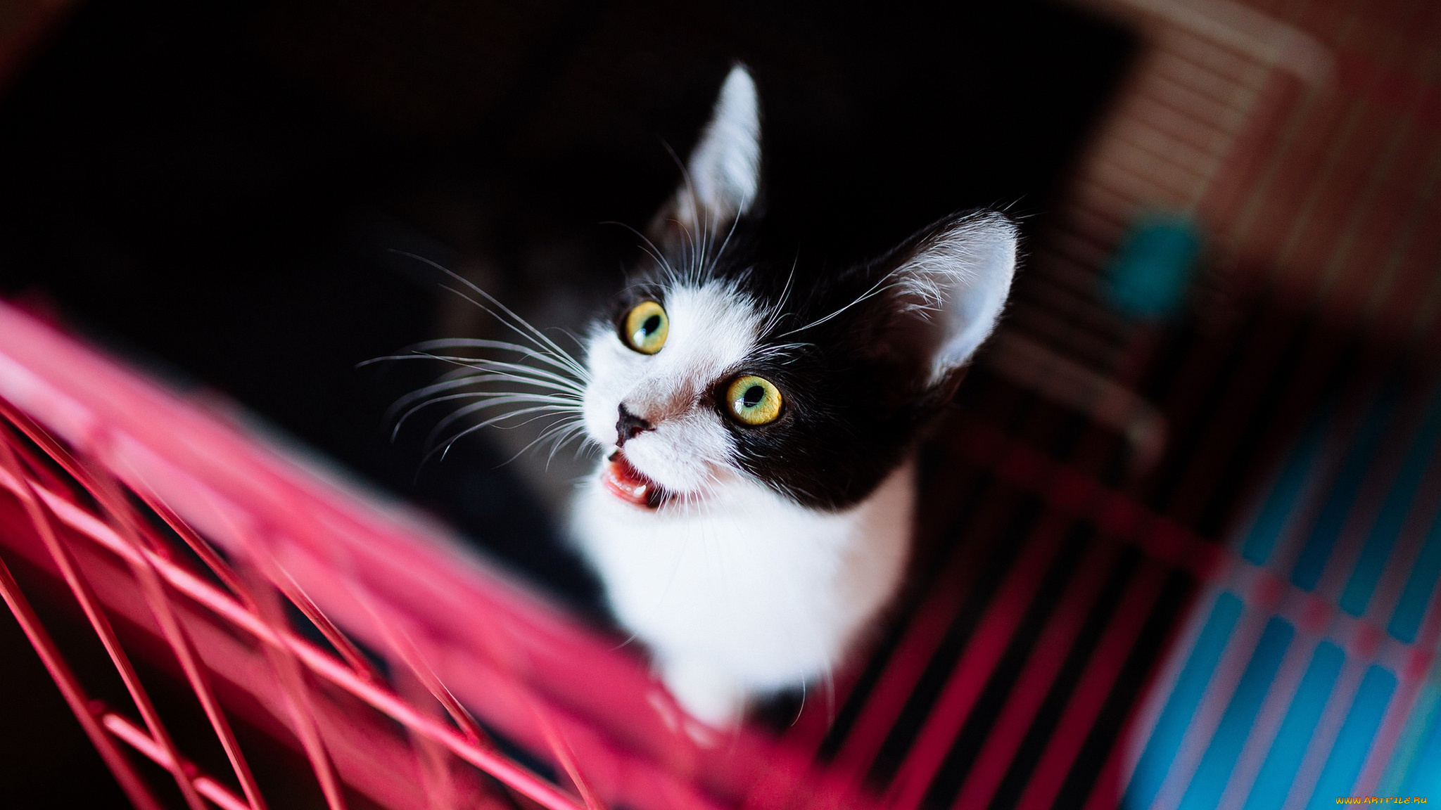 животные, коты, черно, контрастно, желтые, глаза, смотрит, в, решетка, темный, кот