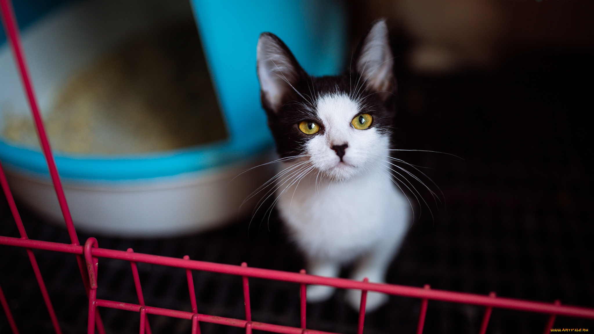 животные, коты, контрастно, черно, желтые, глаза, смотрит, в, решетка, темный, кот