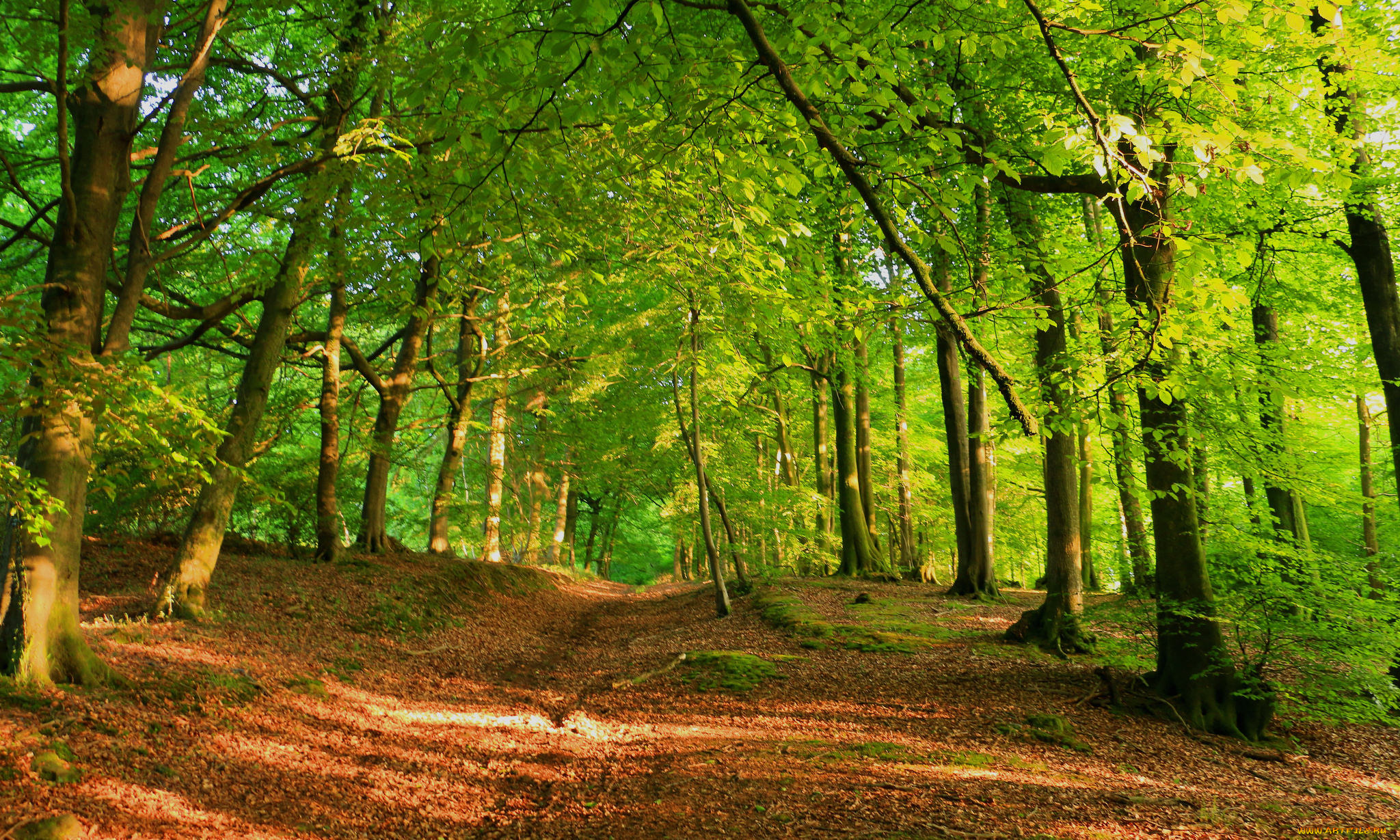 природа, дороги, тракт