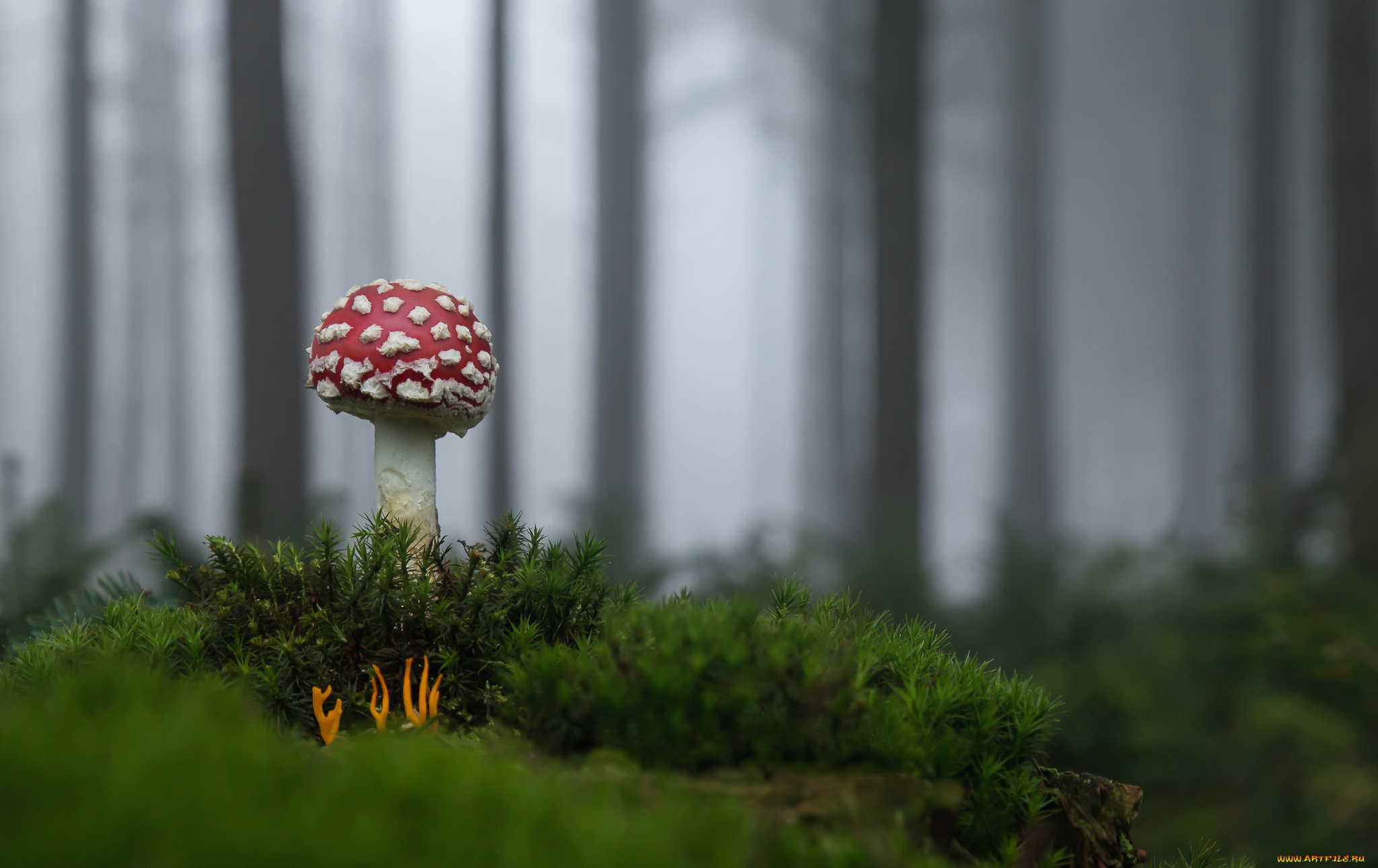 природа, грибы, , мухомор, опасен, трава, рост, мухомор