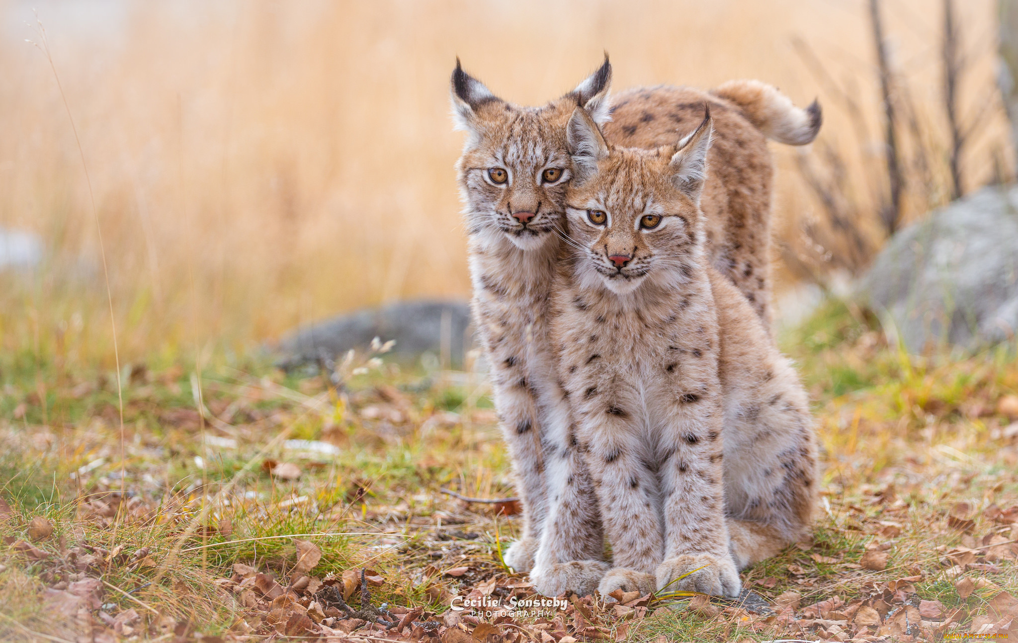 животные, рыси, малыш, детеныш, рысь, отдых, взгляд, трава, окрас