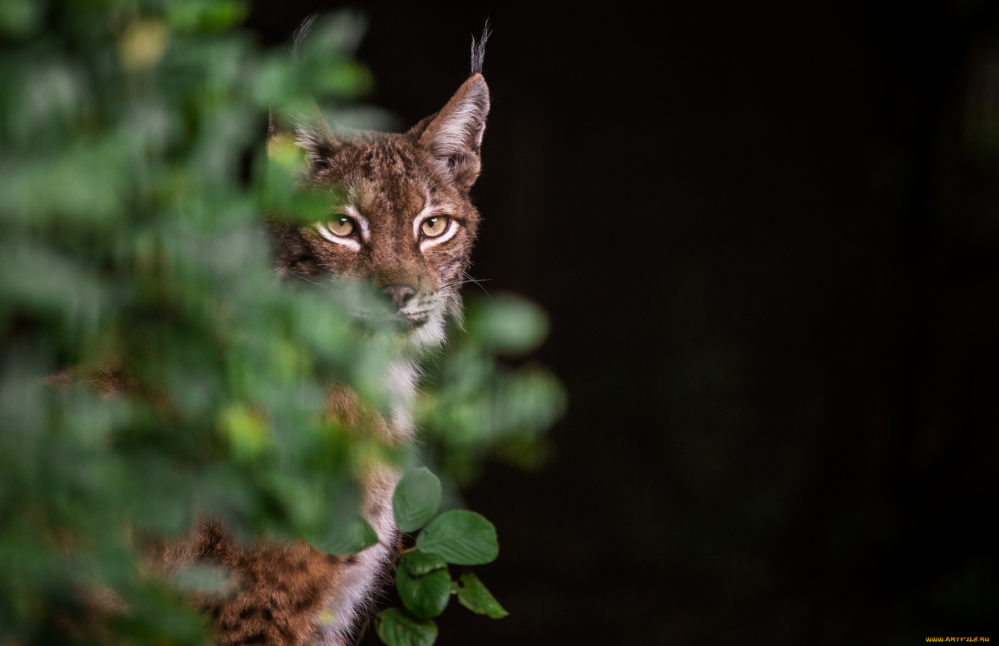 животные, рыси, фон, хищник, взгляд, ушки, рысь