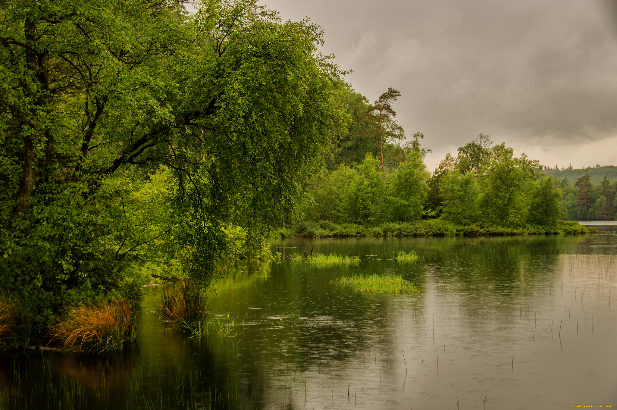 природа, реки, озера, лес, река