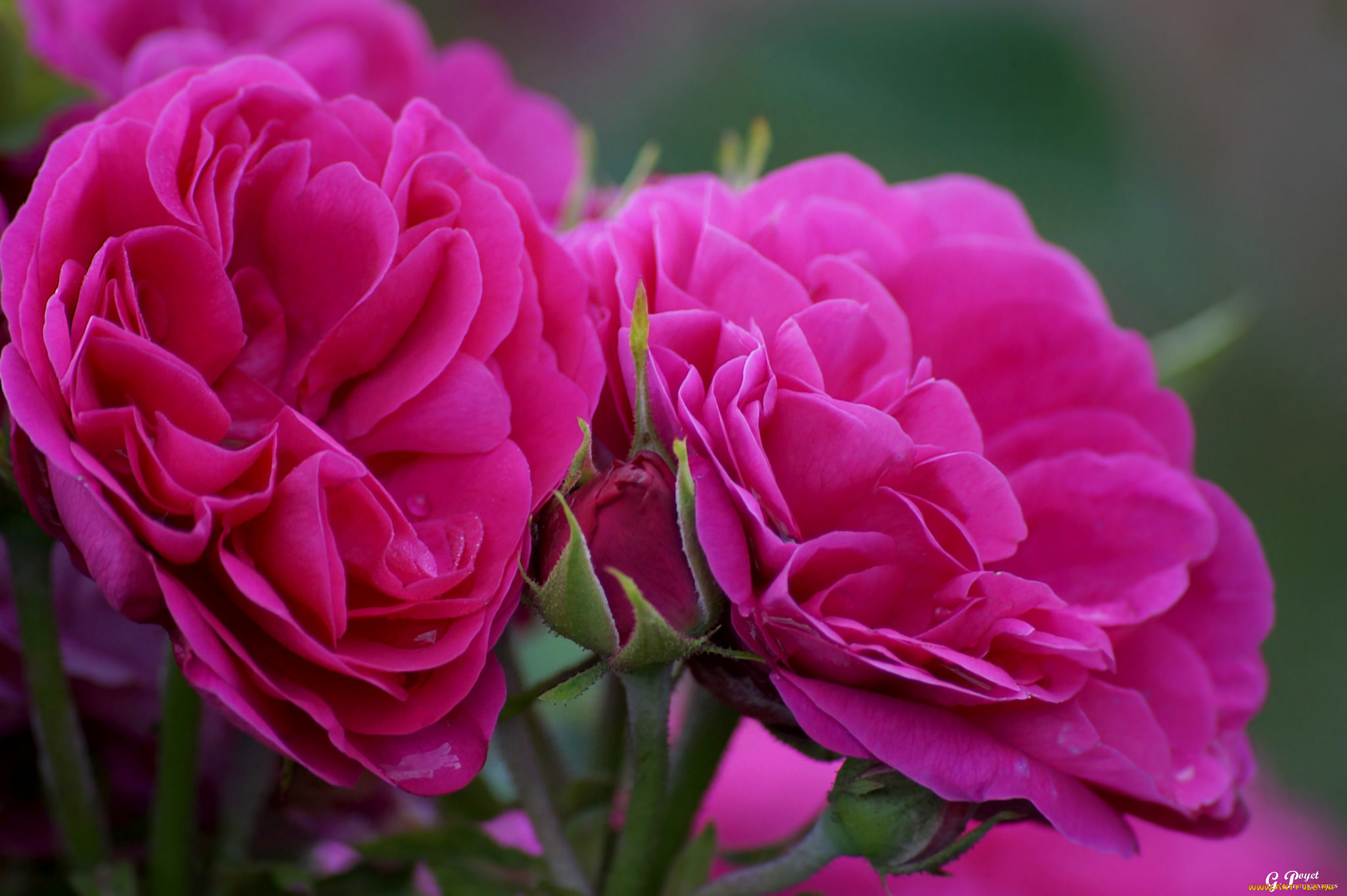 цветы, розы, цвет, цветение, лепестки, роза