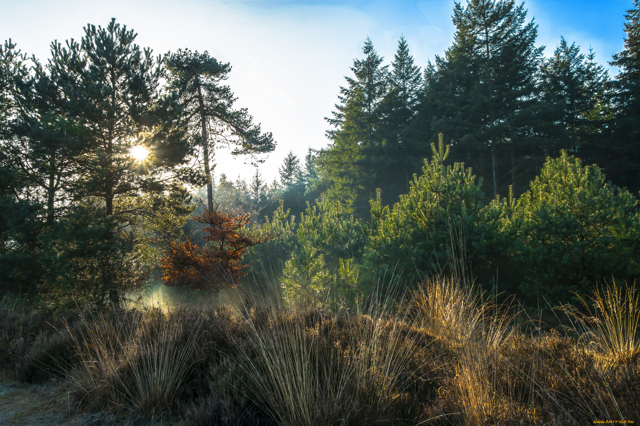 природа, лес, деревья