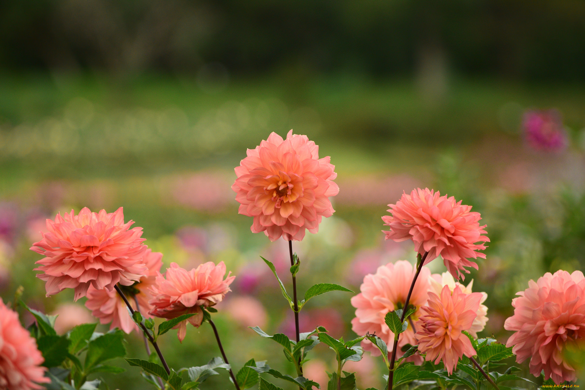 цветы, хризантемы, цвет, хризантема, лепестки, цветение