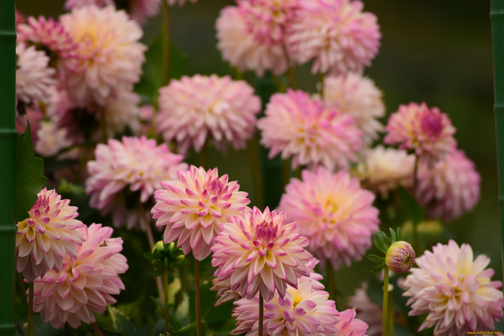 цветы, хризантемы, хризантема, красота, цвет, лепестки, цветение