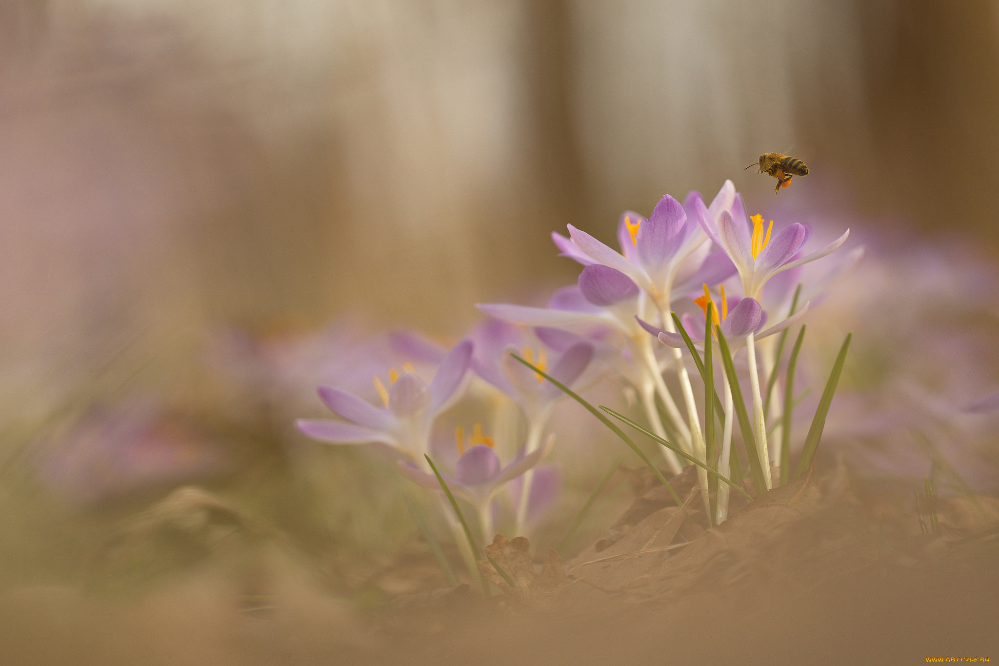 цветы, крокусы, цветение, лепестки, цвет, фон