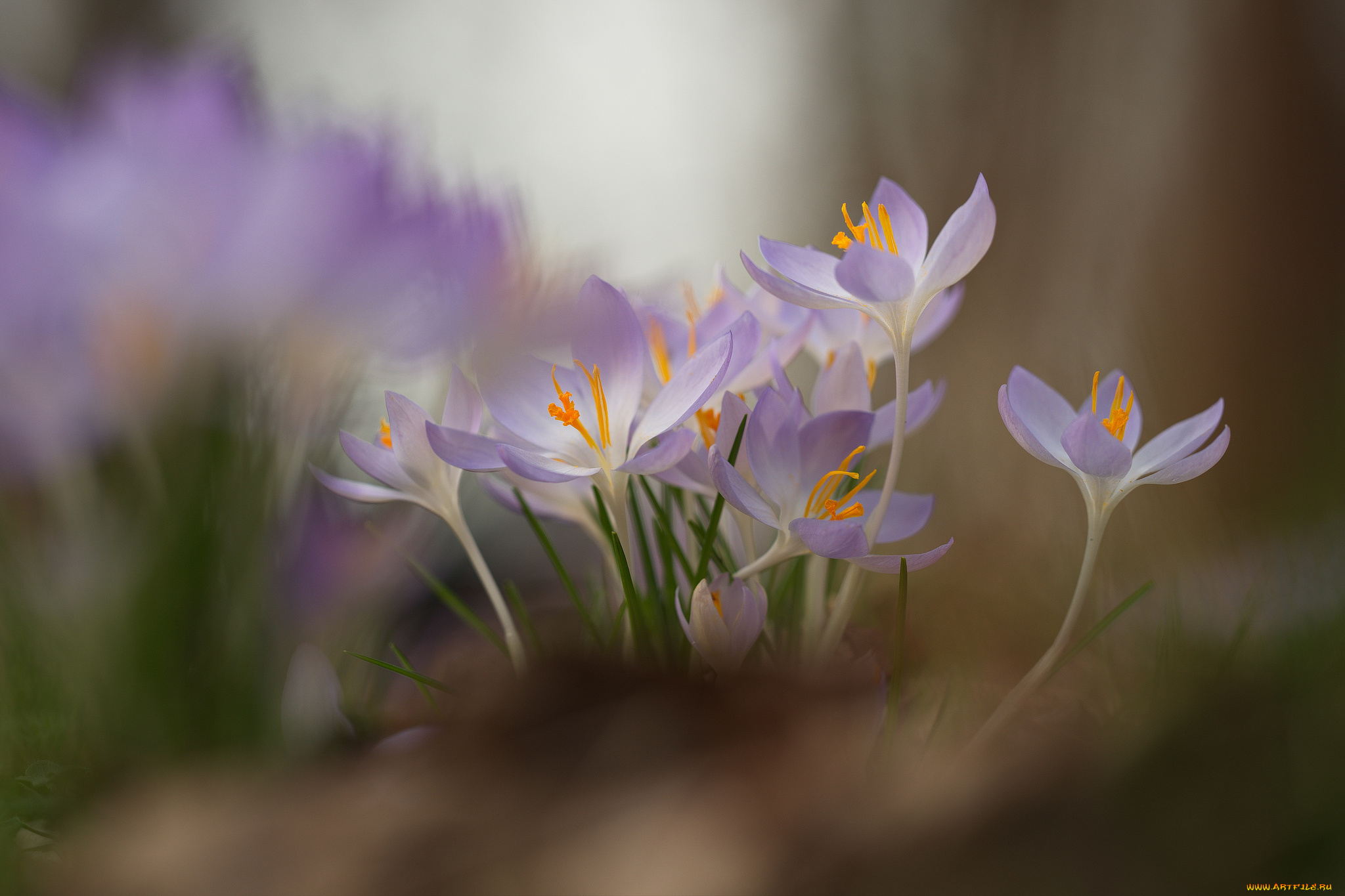цветы, крокусы, цветение, лепестки, цвет, фон