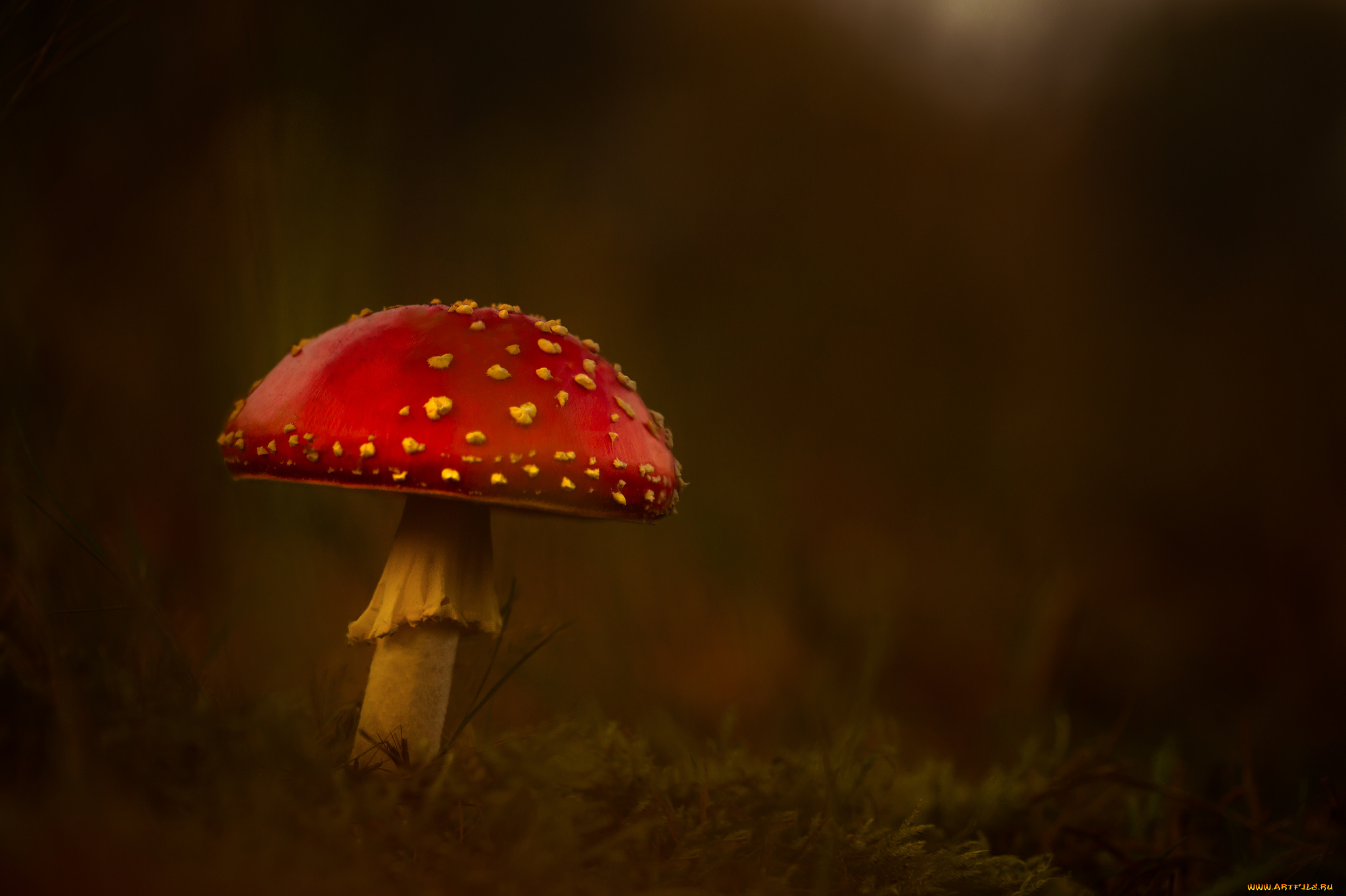 природа, грибы, трава, лес, гриб, мухомор