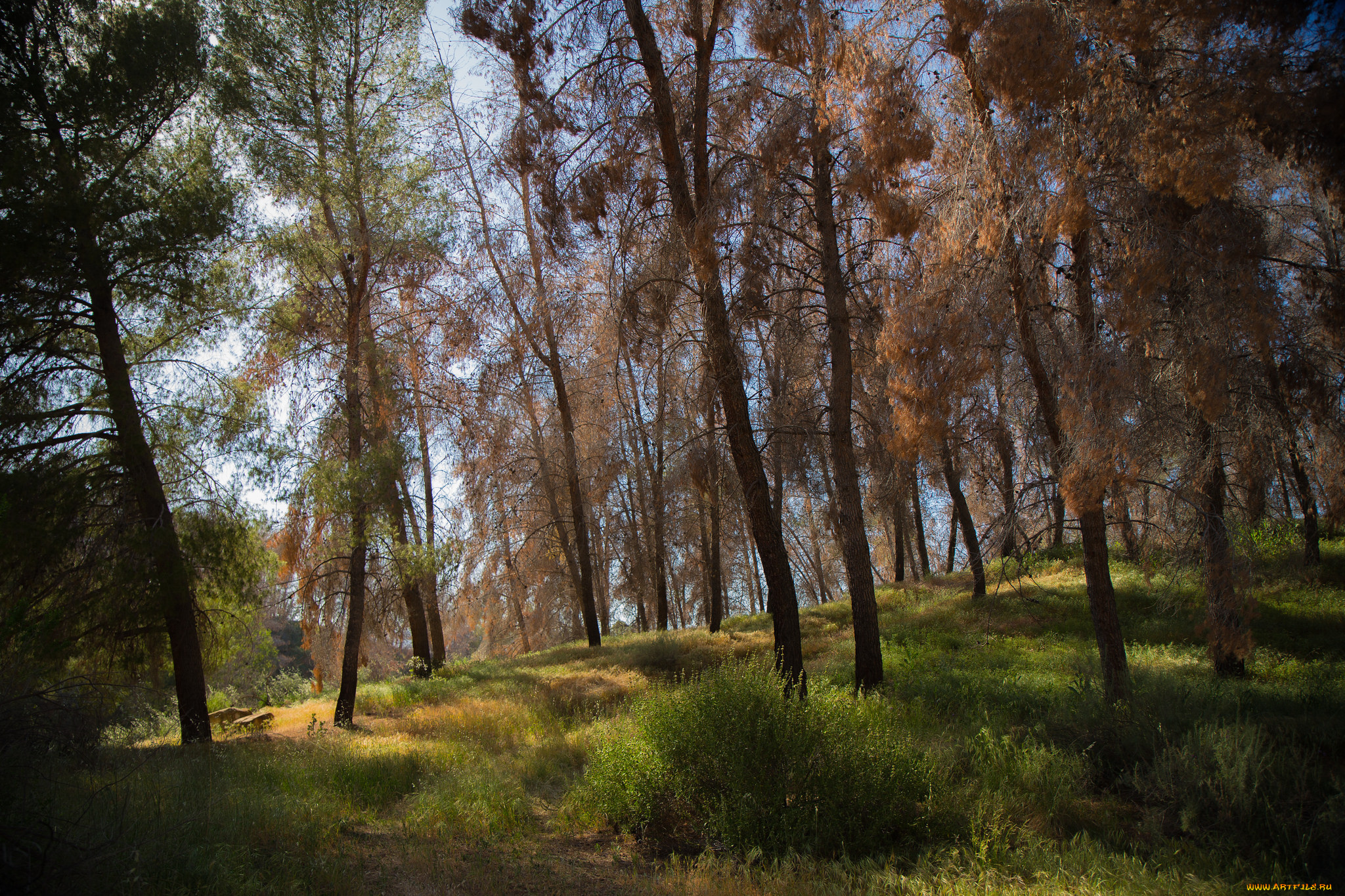 природа, лес, деревья