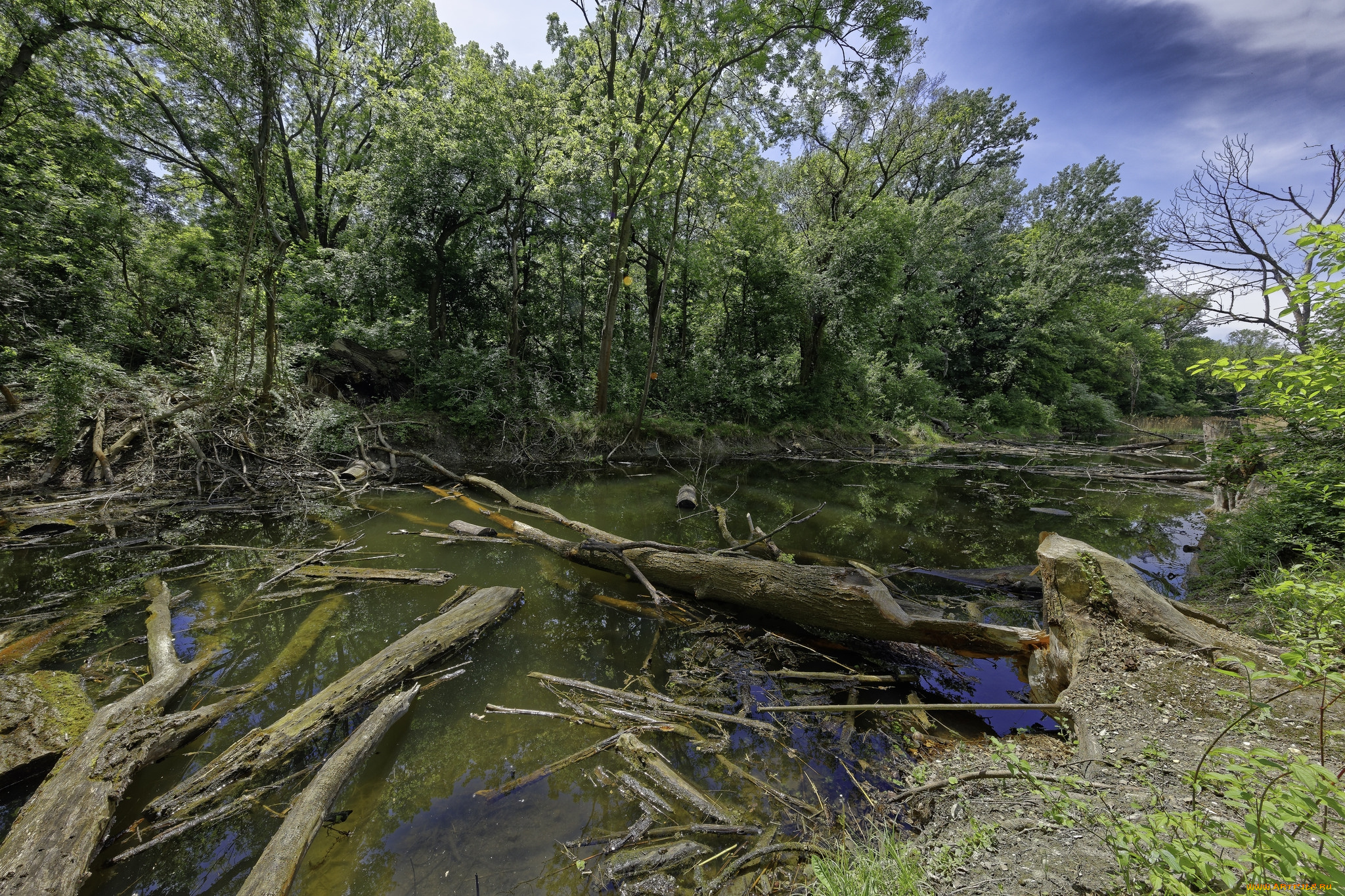 природа, реки, озера, лес, река