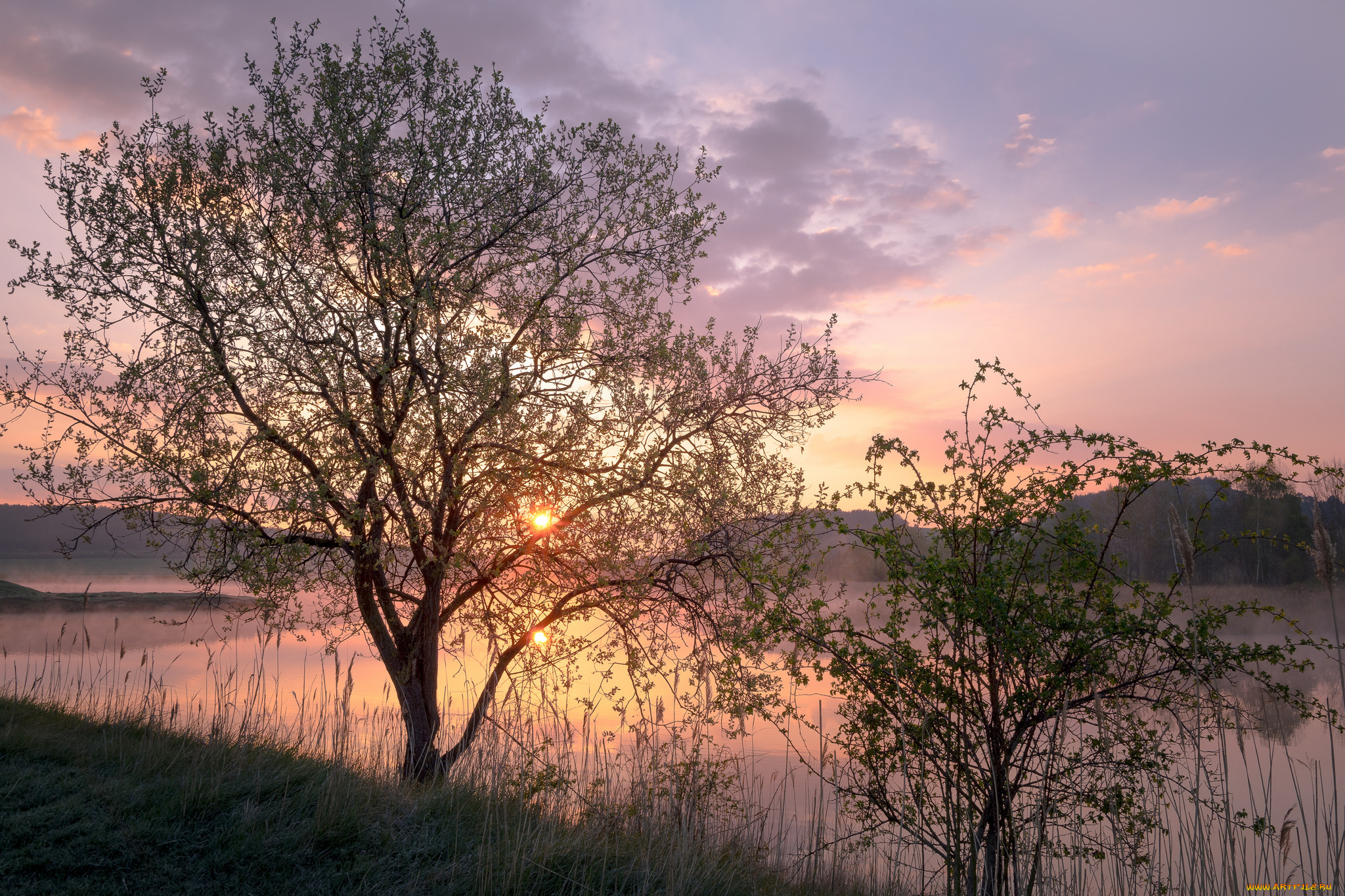 природа, реки, озера, лес, река