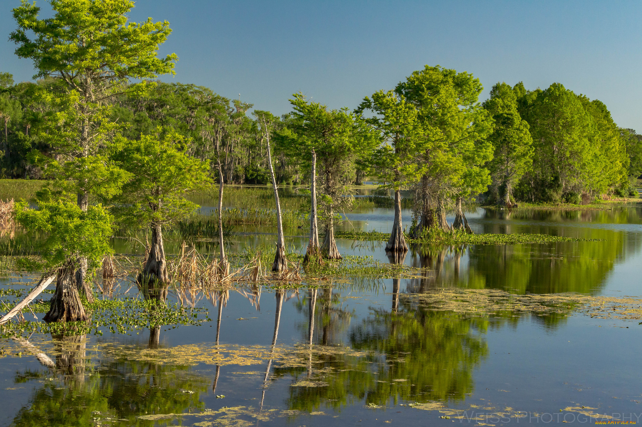 природа, реки, озера, лес, река