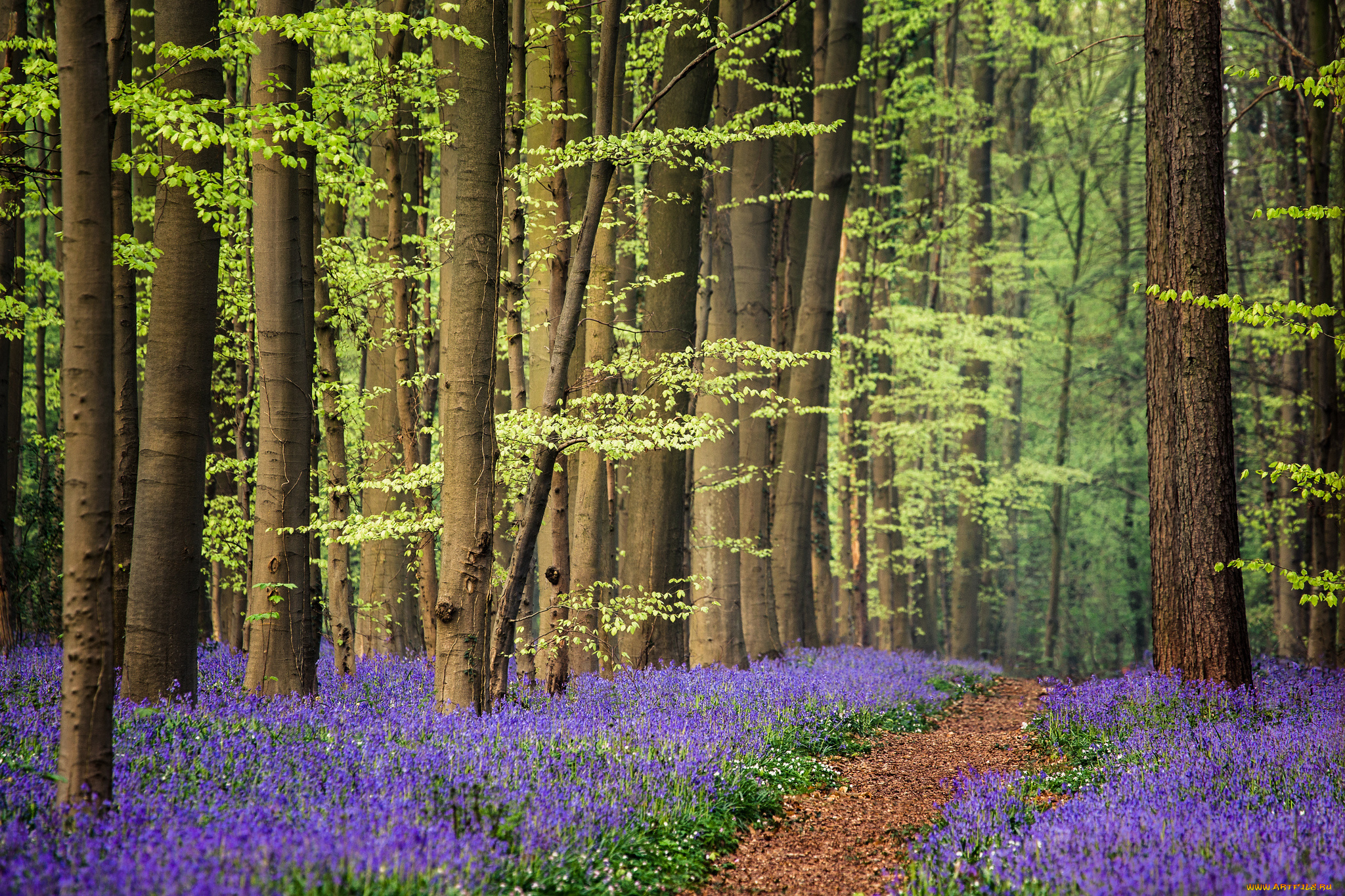 природа, тропики, листья, тропинка, деревья, цветы, луг, лес