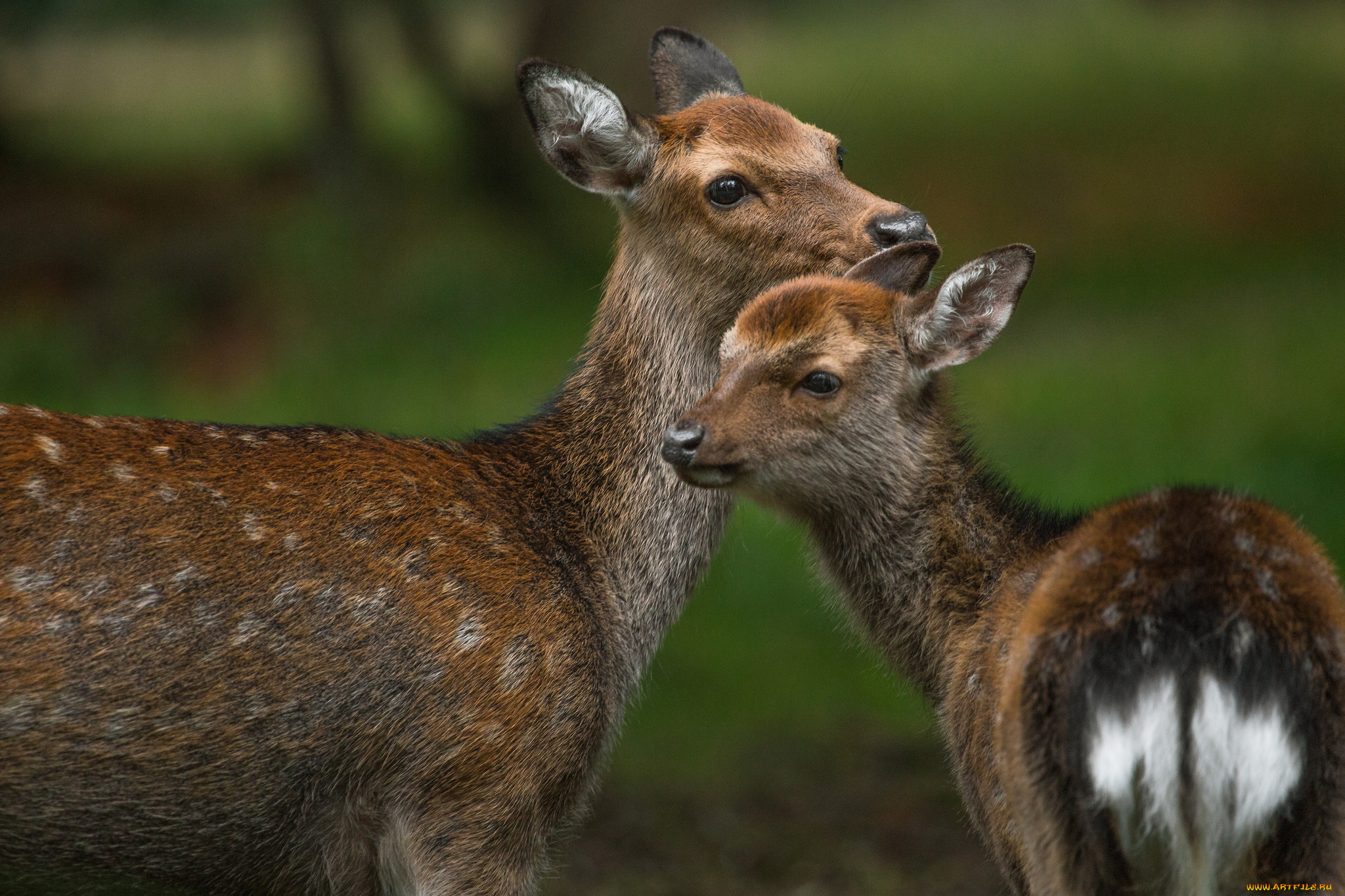 животные, олени, окрас, пара