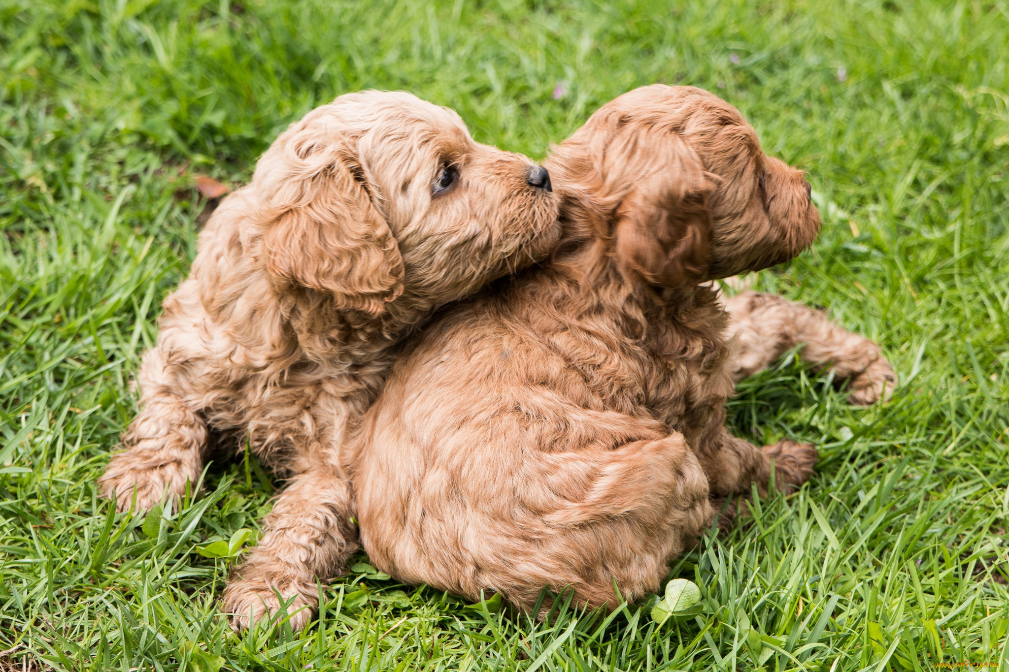 животные, собаки, щенки, порода, малыши