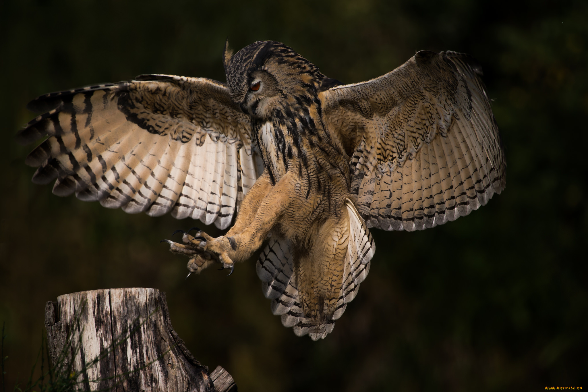 животные, совы, полет, крылья, окрас, сова, природа