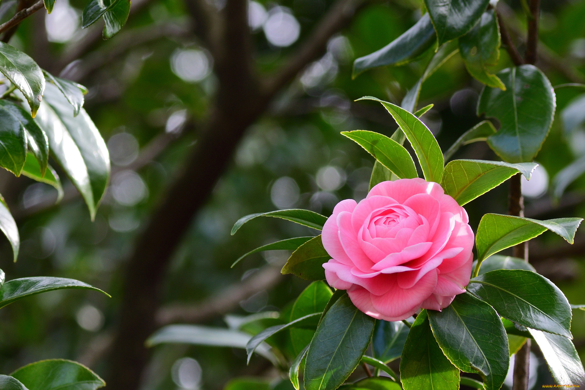 цветы, камелии, лепестки, кустарник, цветение, камелия, цвет