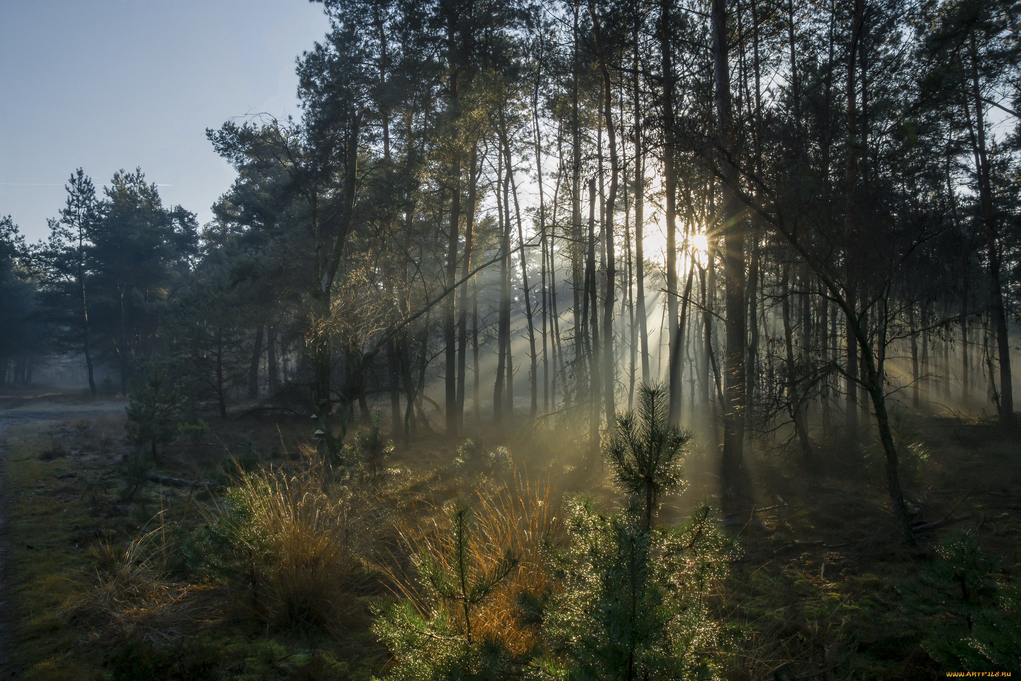 природа, лес, деревья