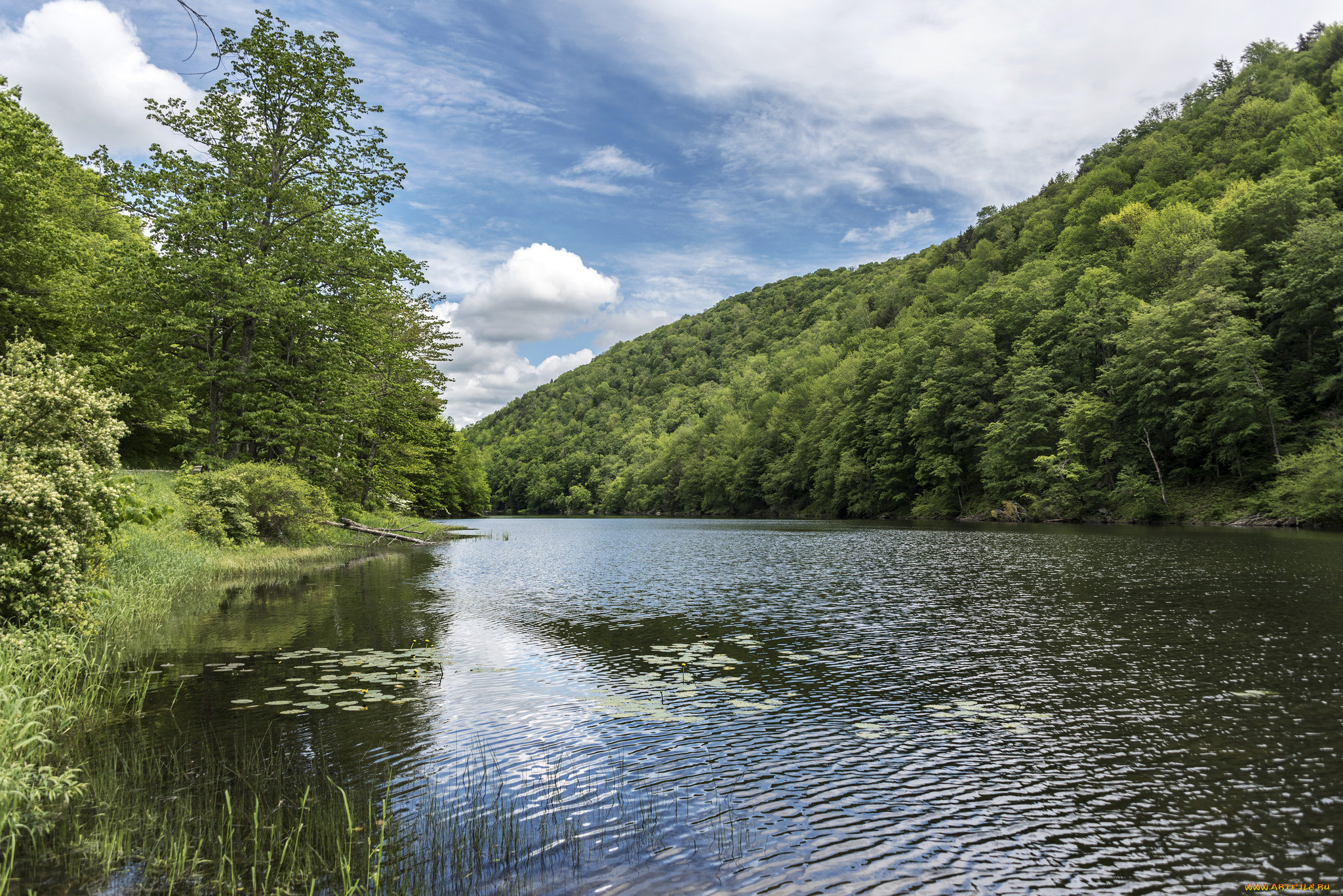 природа, реки, озера, лес, река