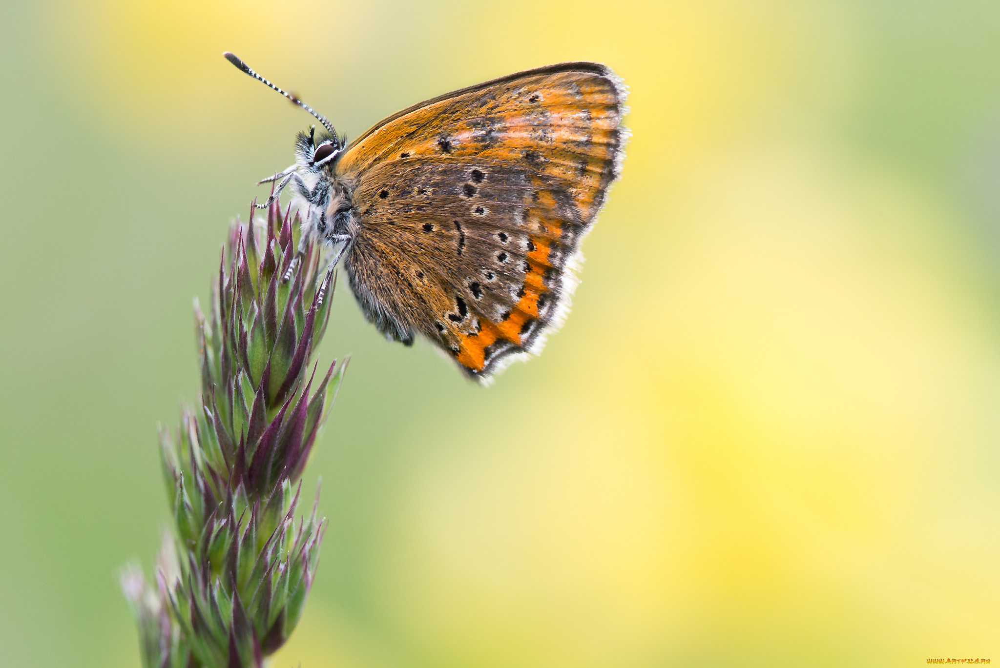 животные, бабочки, , мотыльки, , моли, фон, пыльца, цветок, бабочка, боке