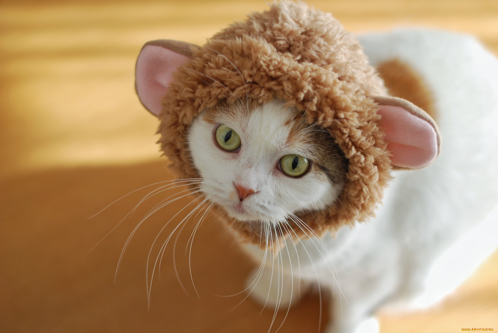 животные, коты, окрас, усы, киса