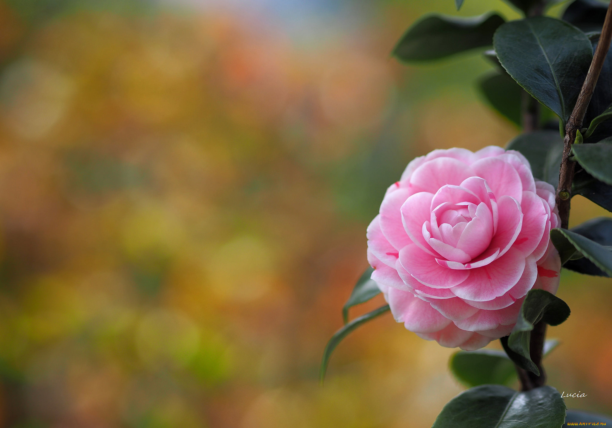 цветы, камелии, цветение, цвет, камелия, лепестки, кустарник