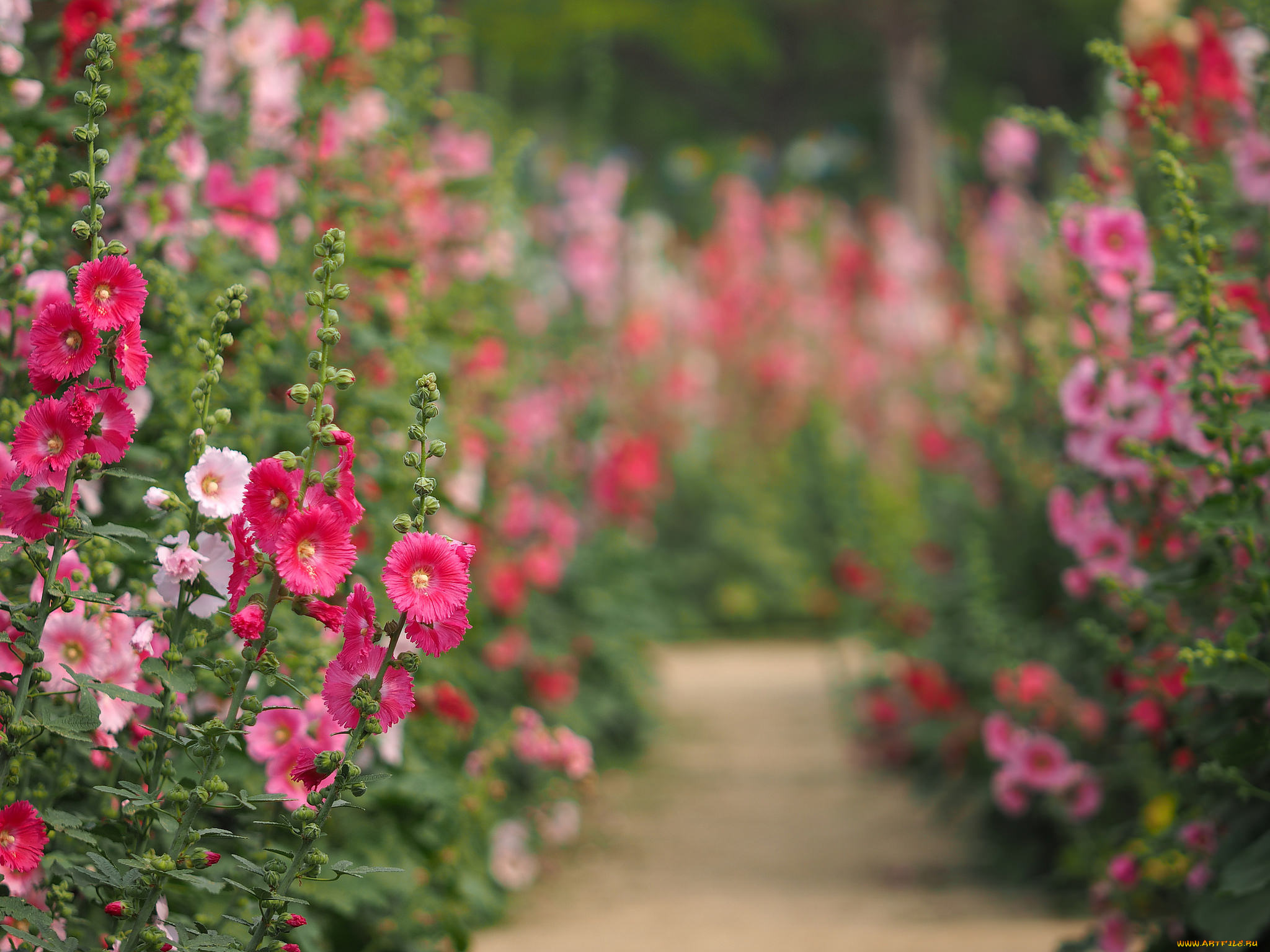 цветы, мальвы, лето, окрас, цветение, мальва