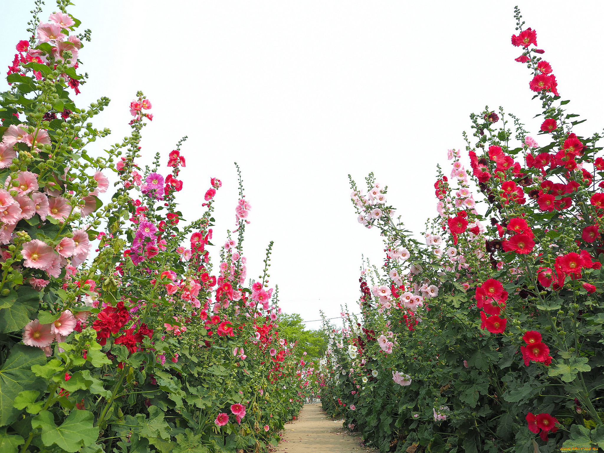 цветы, мальвы, мальва, лето, окрас, цветение