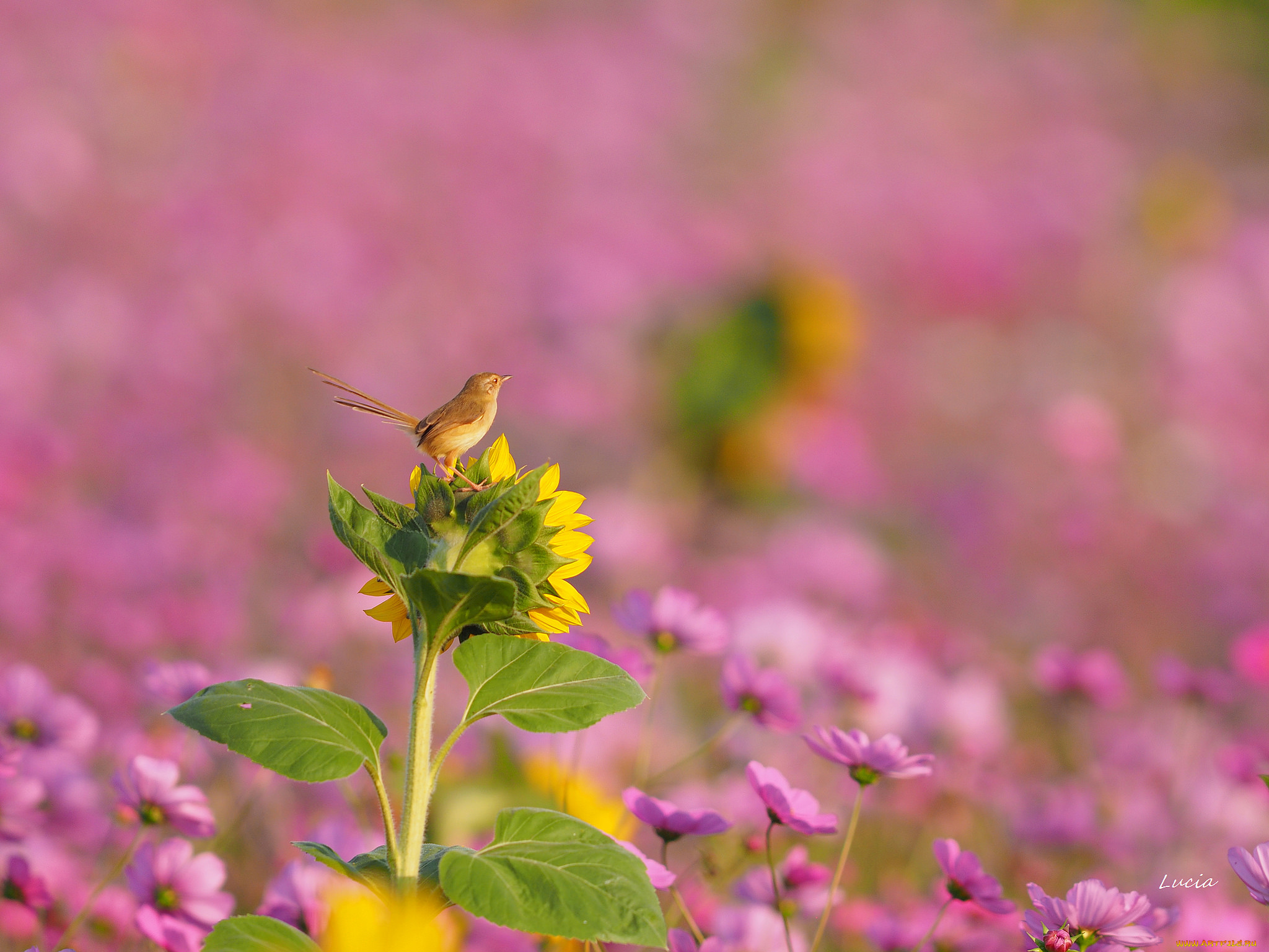 животные, птицы, цветок, поле, птица, фон, красота, природа