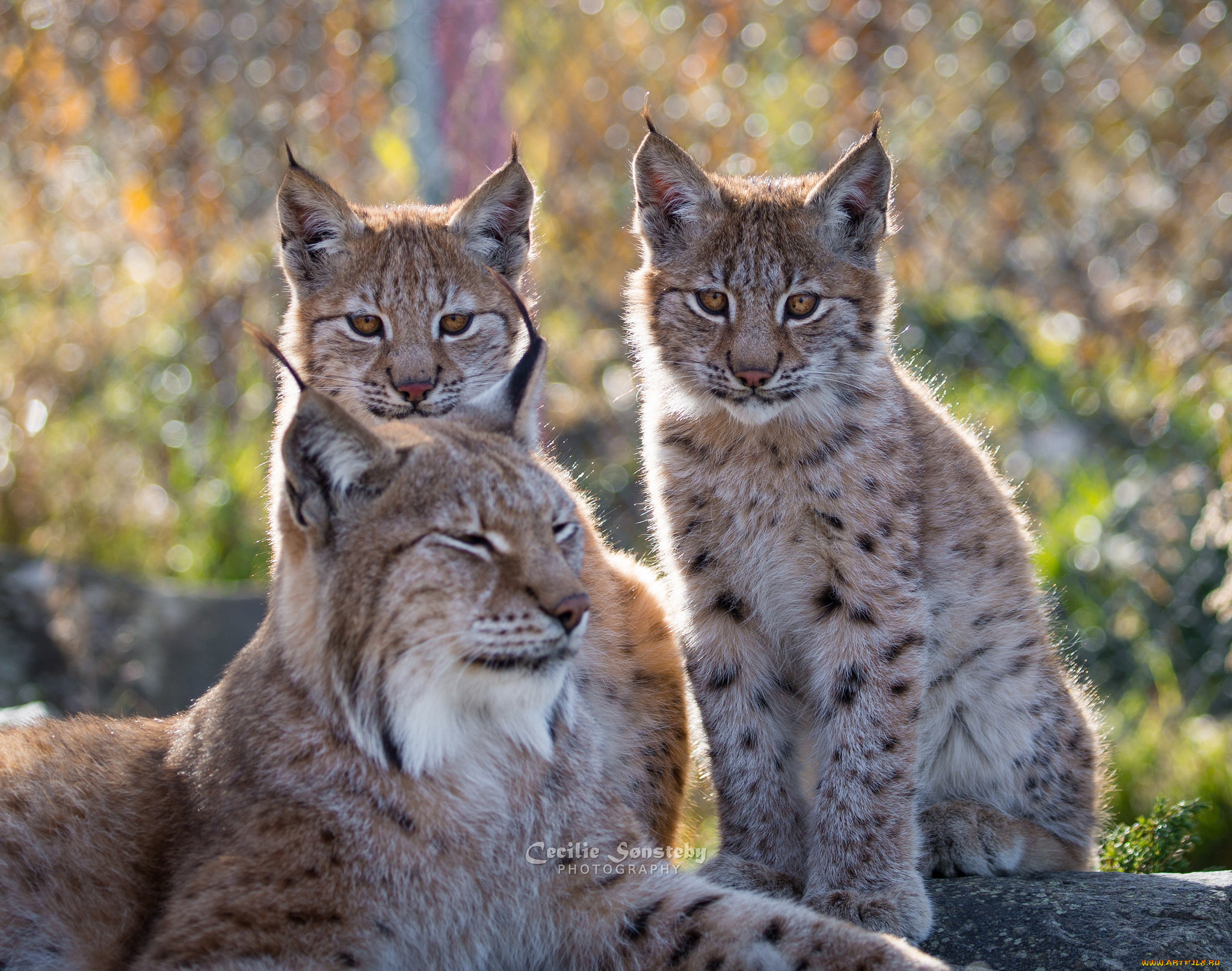 животные, рыси, отдых, природа, окрас, рысь, семья