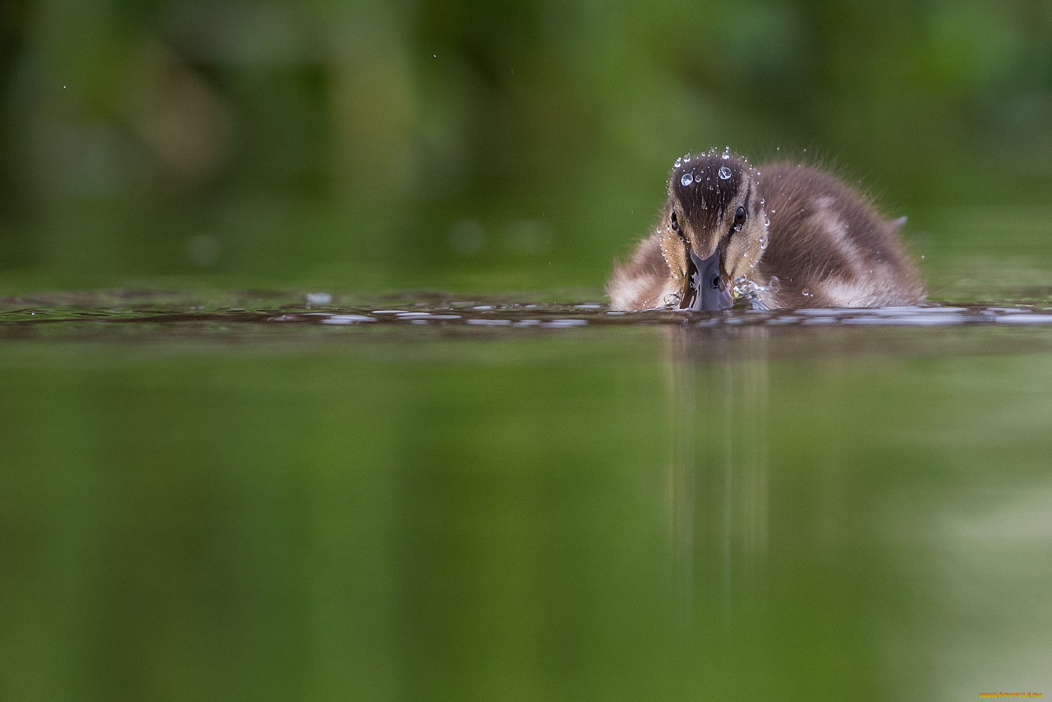 животные, утки, река, плывет, вода, детеныш, утка