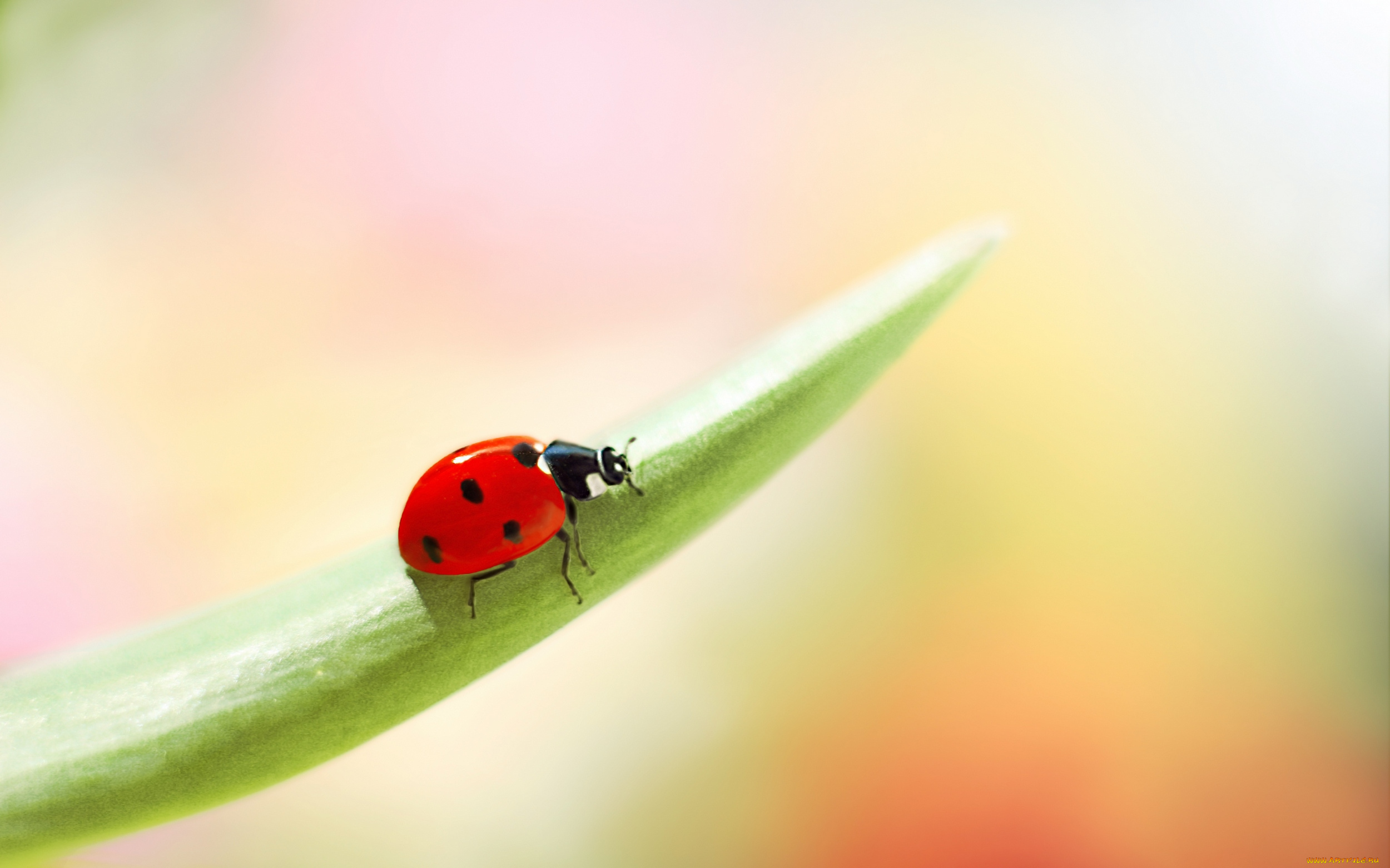 животные, божьи, коровки, боке, фон, цветы, окрас, божья, коровка