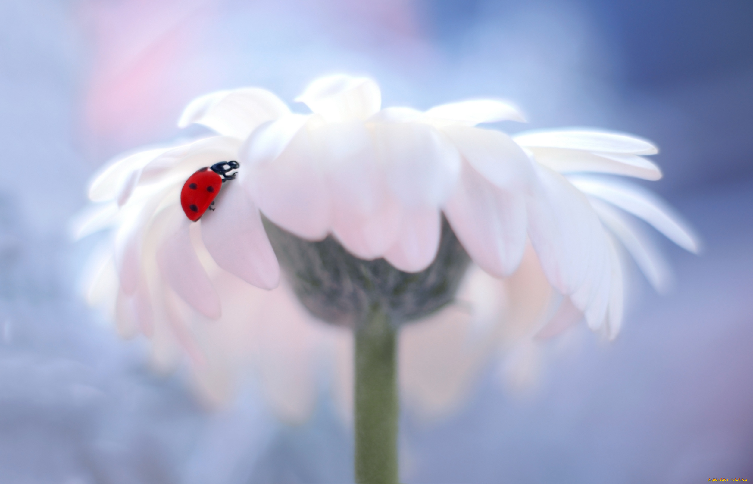 животные, божьи, коровки, фон, одуванчик, окрас, божья, коровка, боке