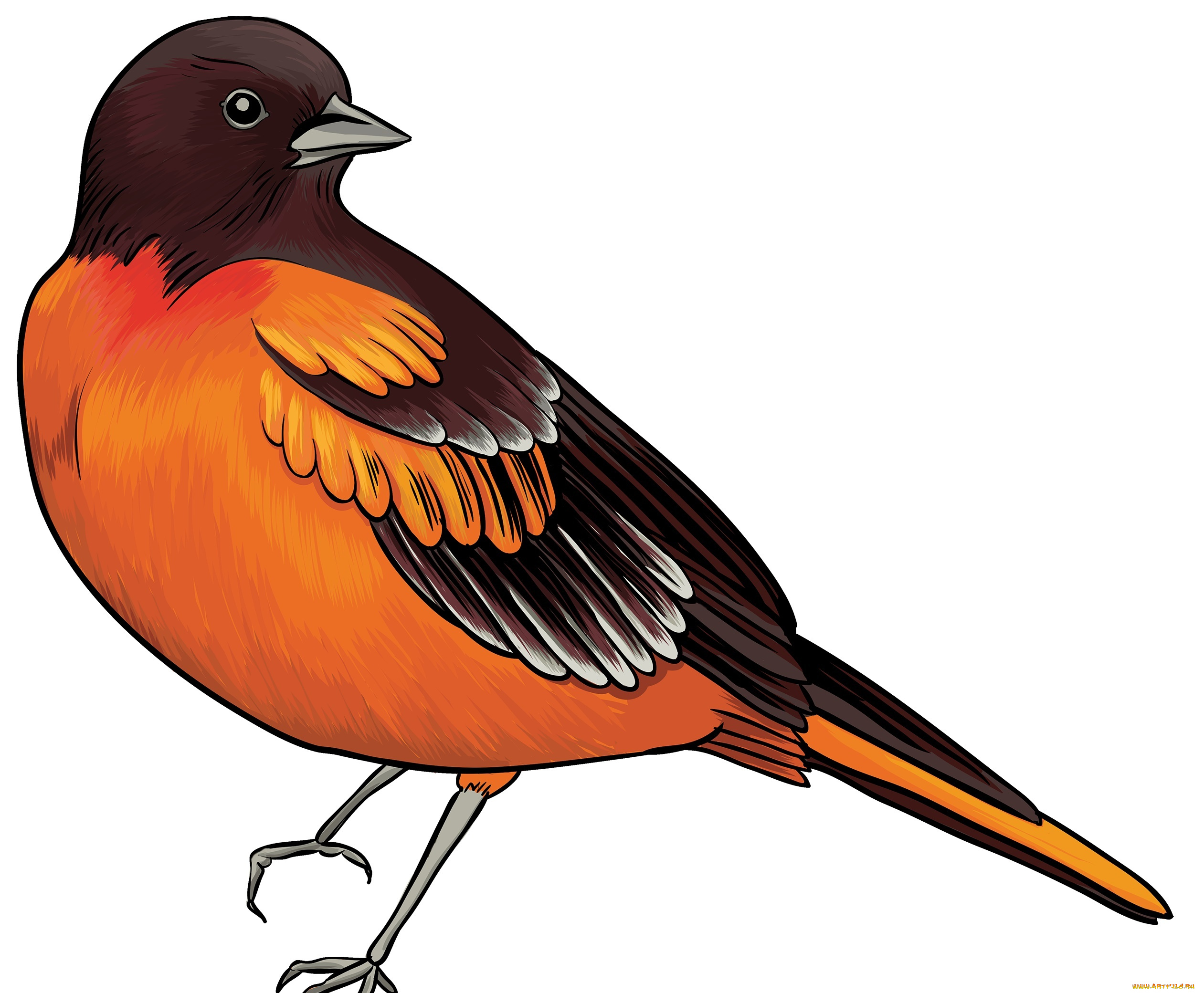 рисованное, животные, , птицы, птица, фон