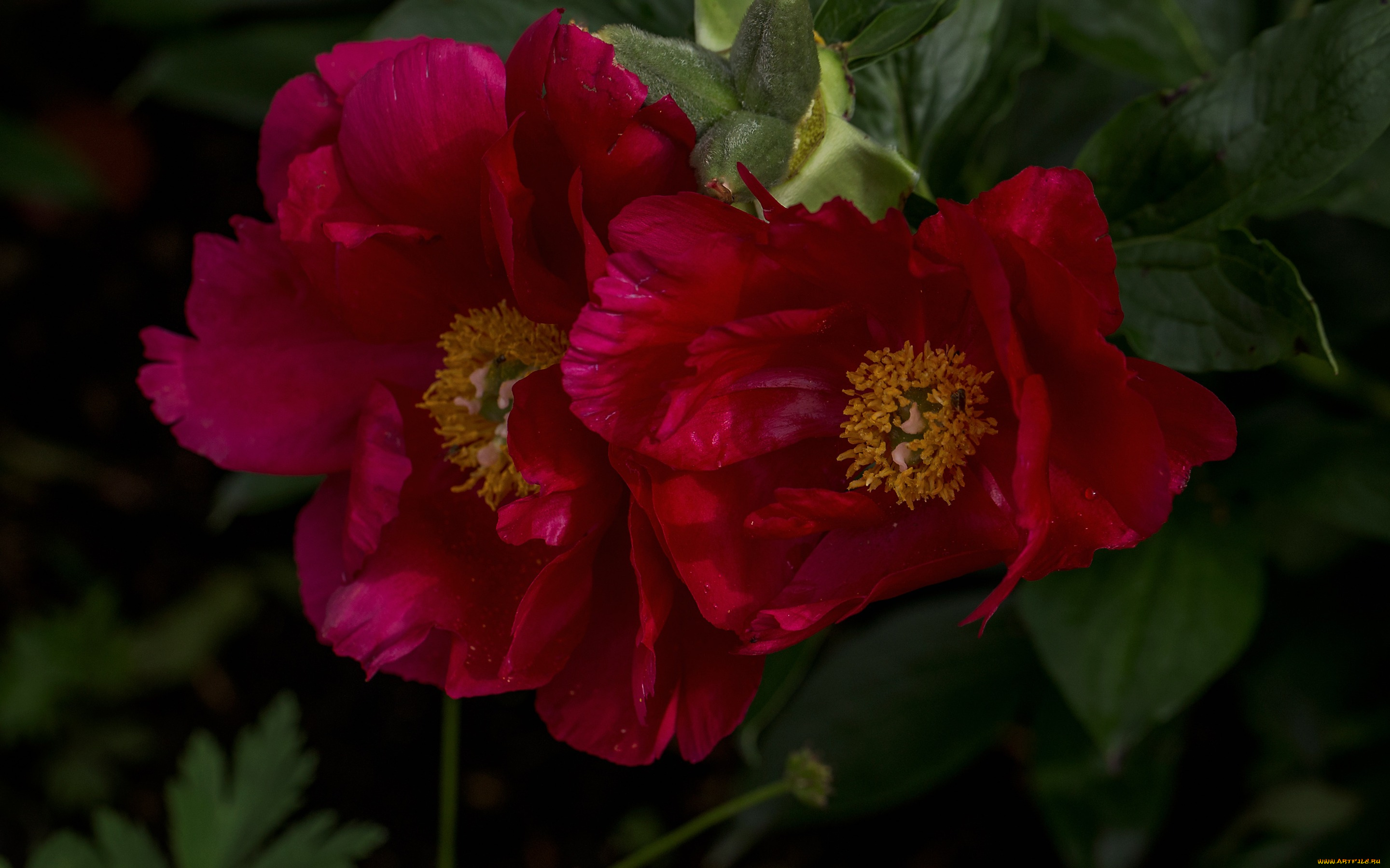 цветы, пионы, макро, лепестки