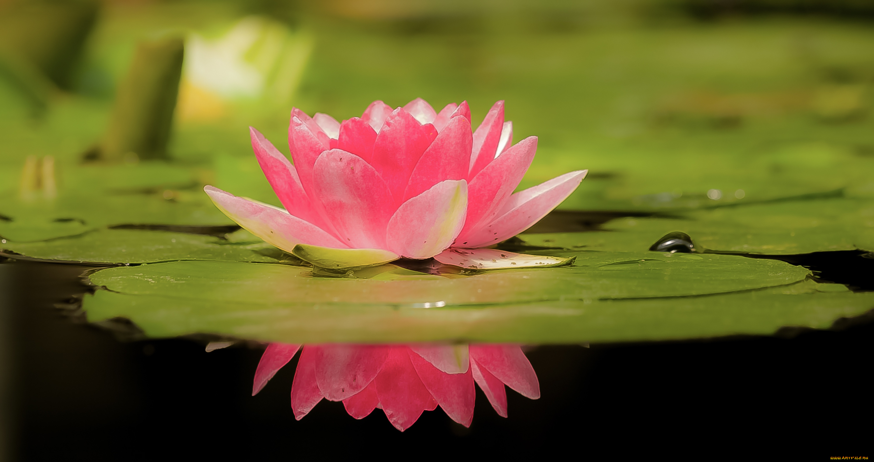 цветы, лотосы, лепестки, красиво, лотос, боке, листок