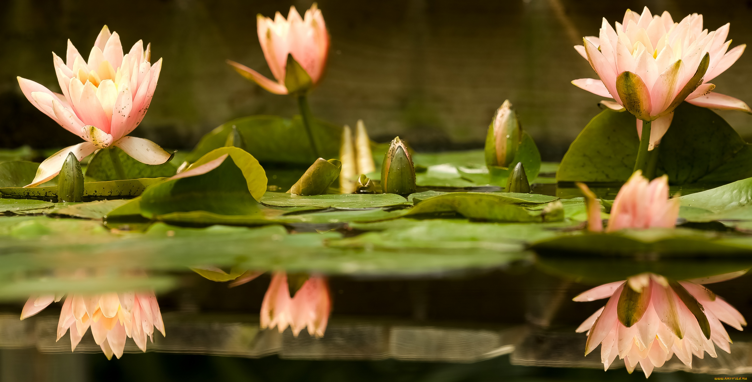 цветы, лотосы, листок, боке, лепестки, красиво, лотос