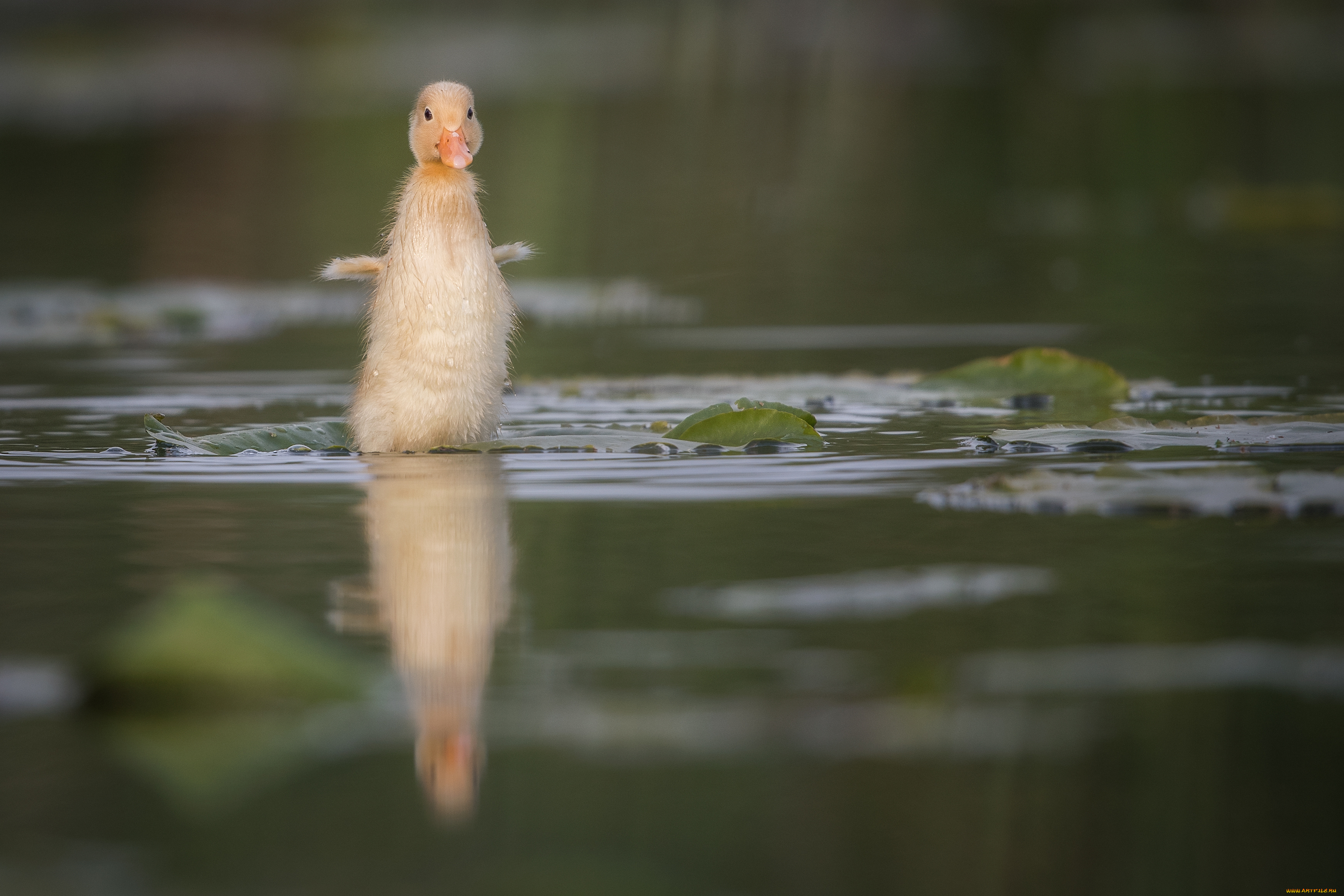 животные, утки, плывет, вода, утка, размах, крылья