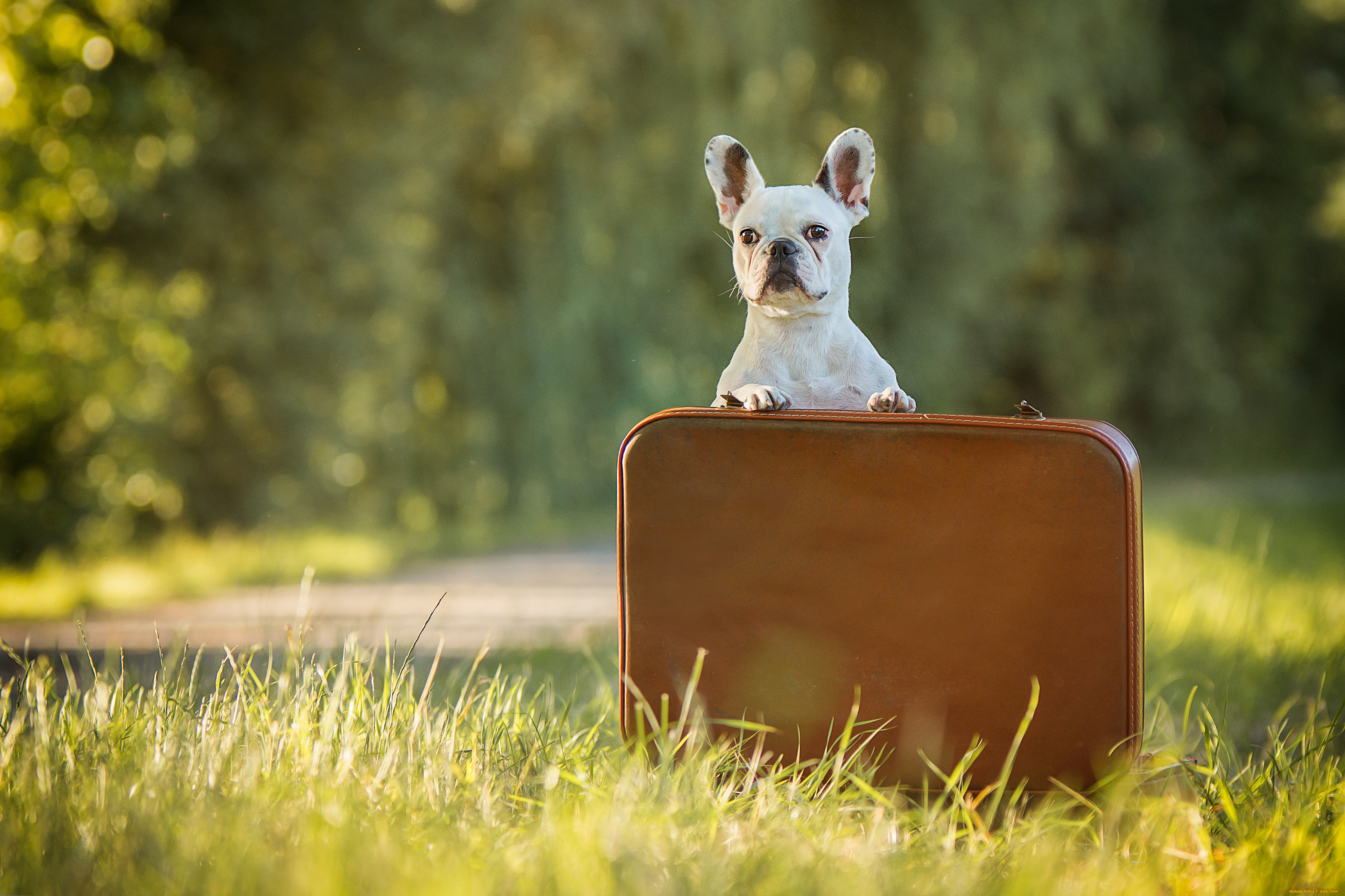 животные, собаки, собака, французский, бульдог, трава, кейс